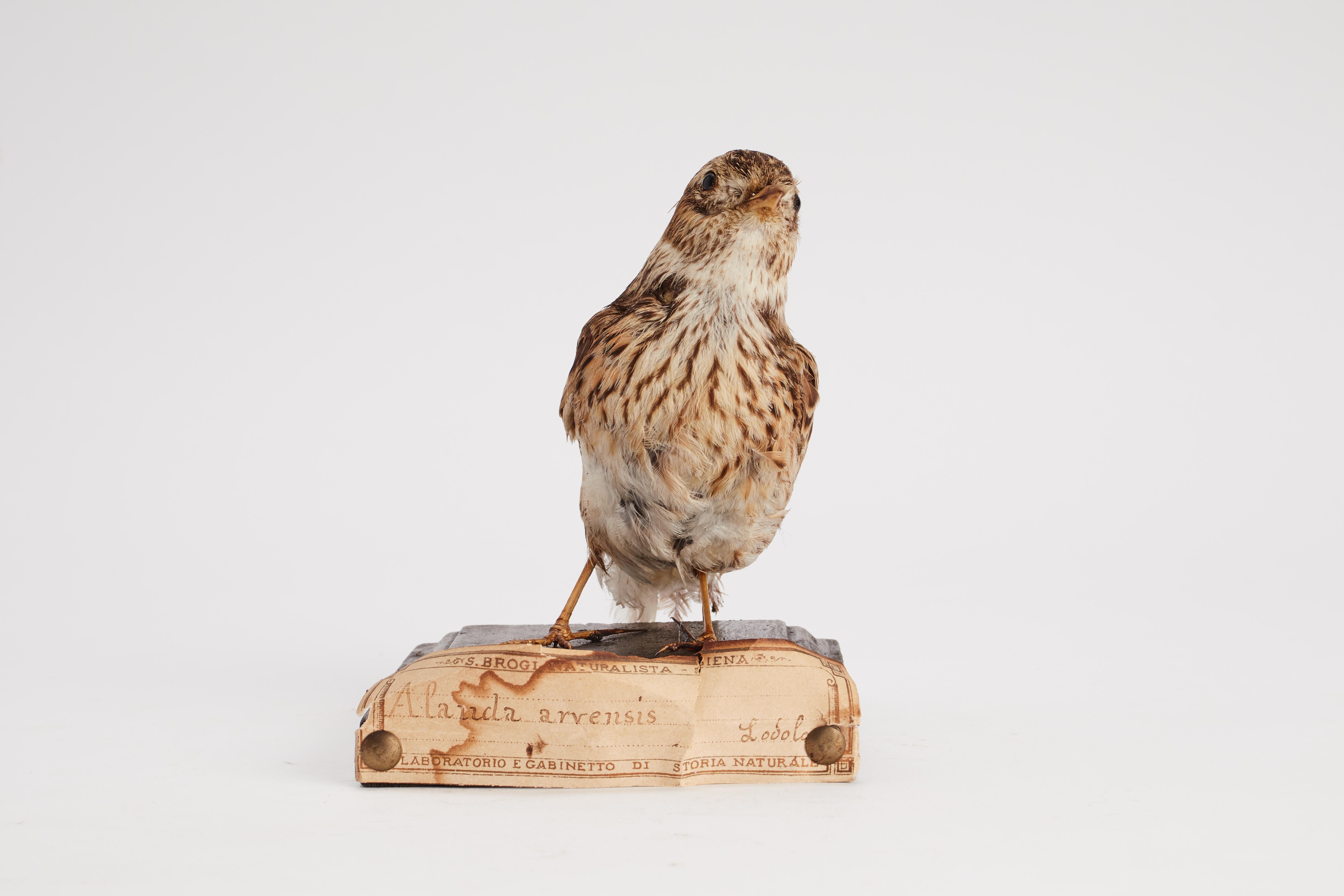 Stuffed bird for natural history cabinet, Lark, Italy 1880. In Good Condition For Sale In Milan, IT