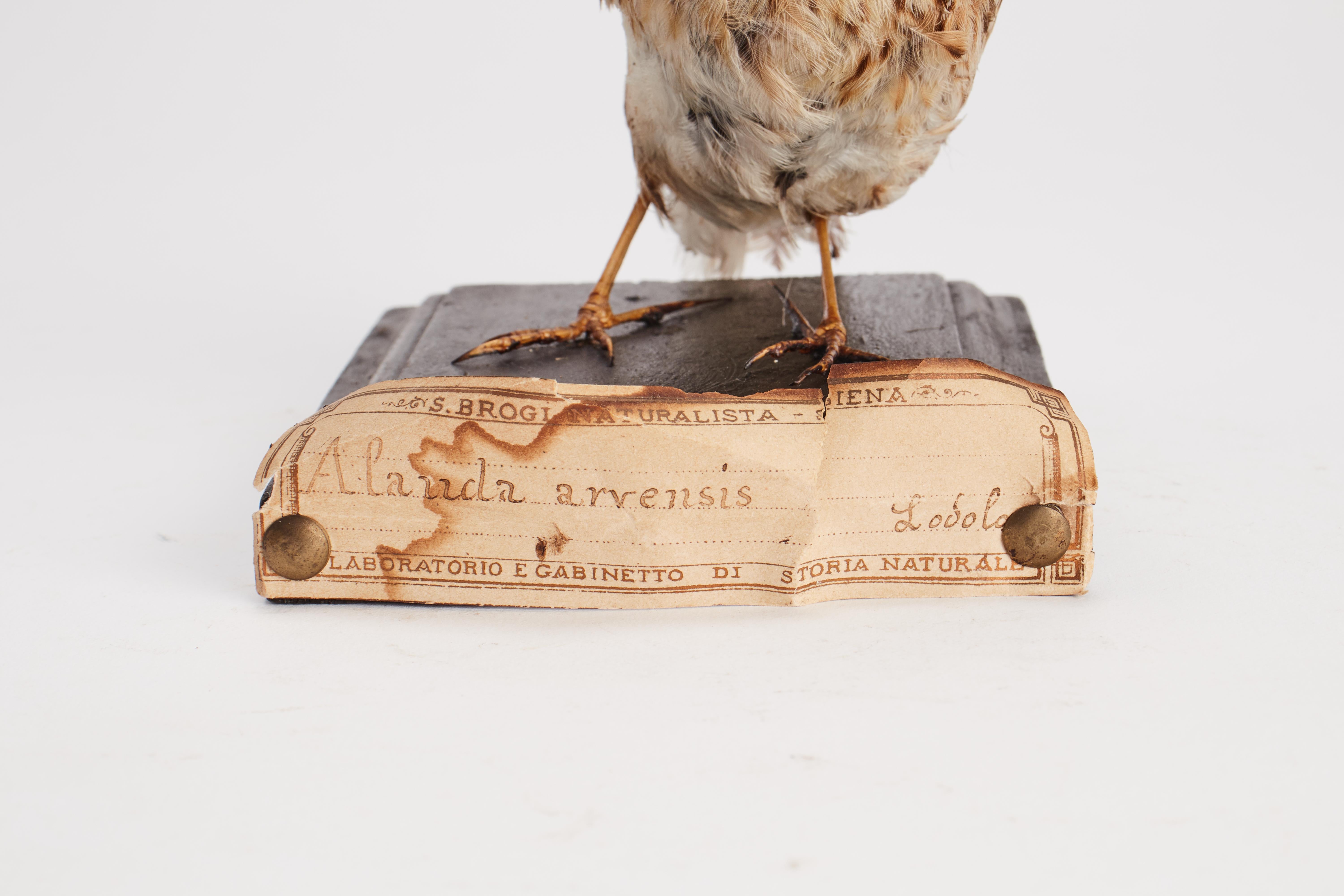 19th Century Stuffed bird for natural history cabinet, Lark, Italy 1880. For Sale