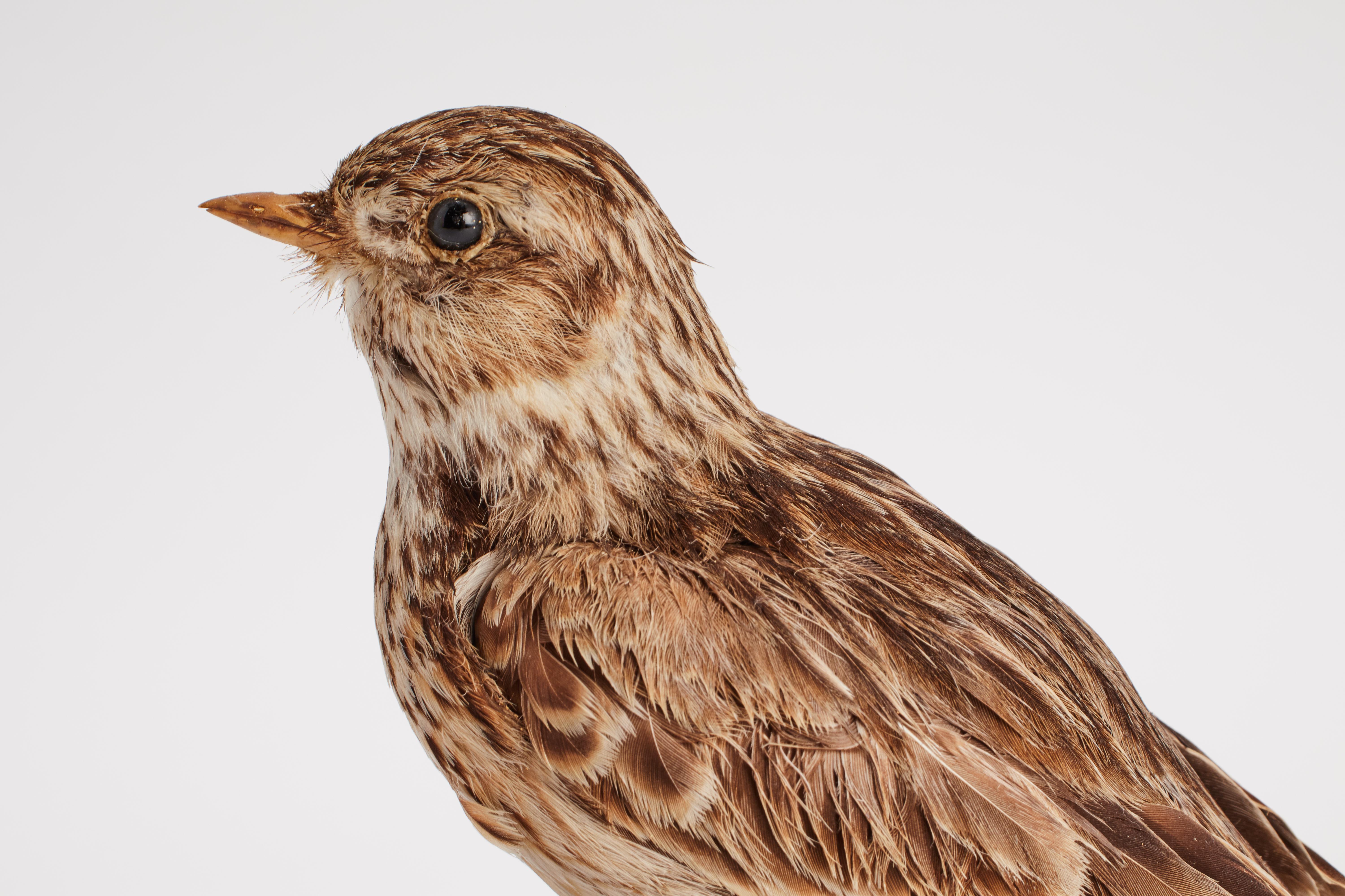 Wood Stuffed bird for natural history cabinet, Lark, Italy 1880. For Sale