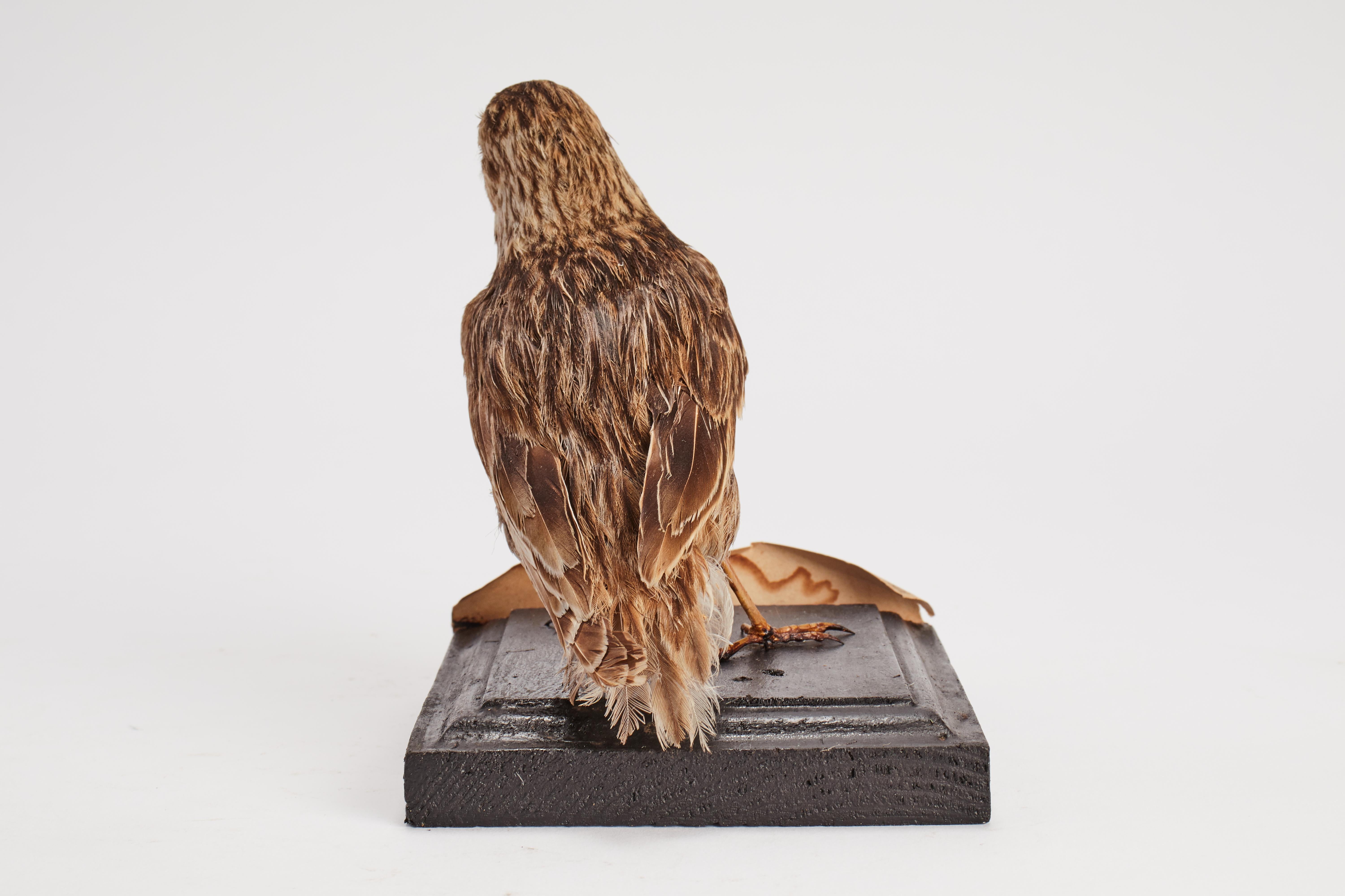 Stuffed bird for natural history cabinet, Lark, Italy 1880. For Sale 1