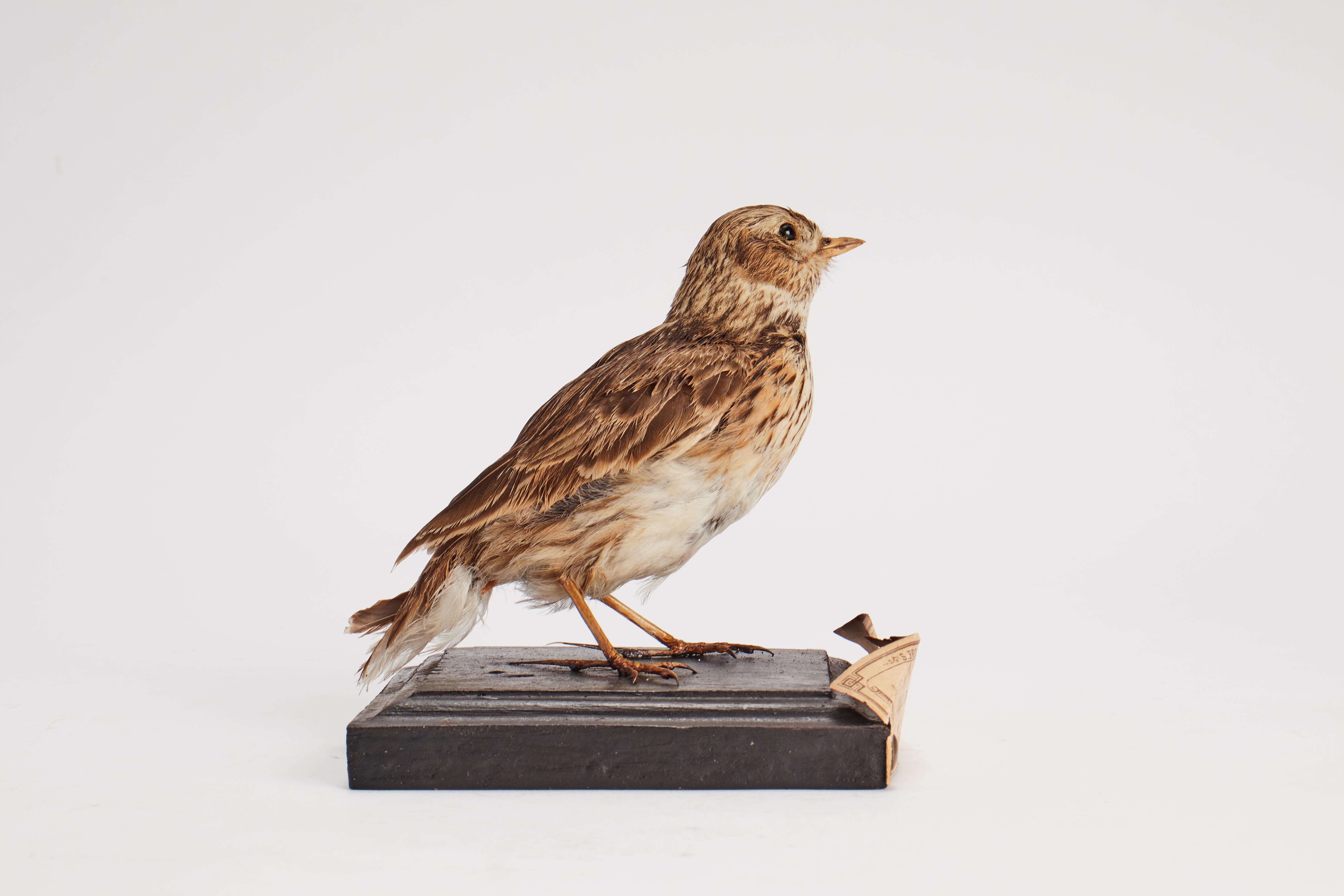 Stuffed bird for natural history cabinet, Lark, Italy 1880. For Sale 2