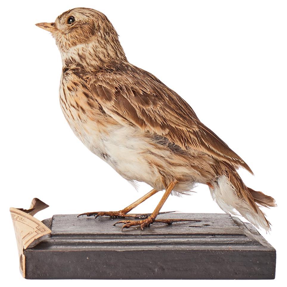 Stuffed bird for natural history cabinet, Lark, Italy 1880.