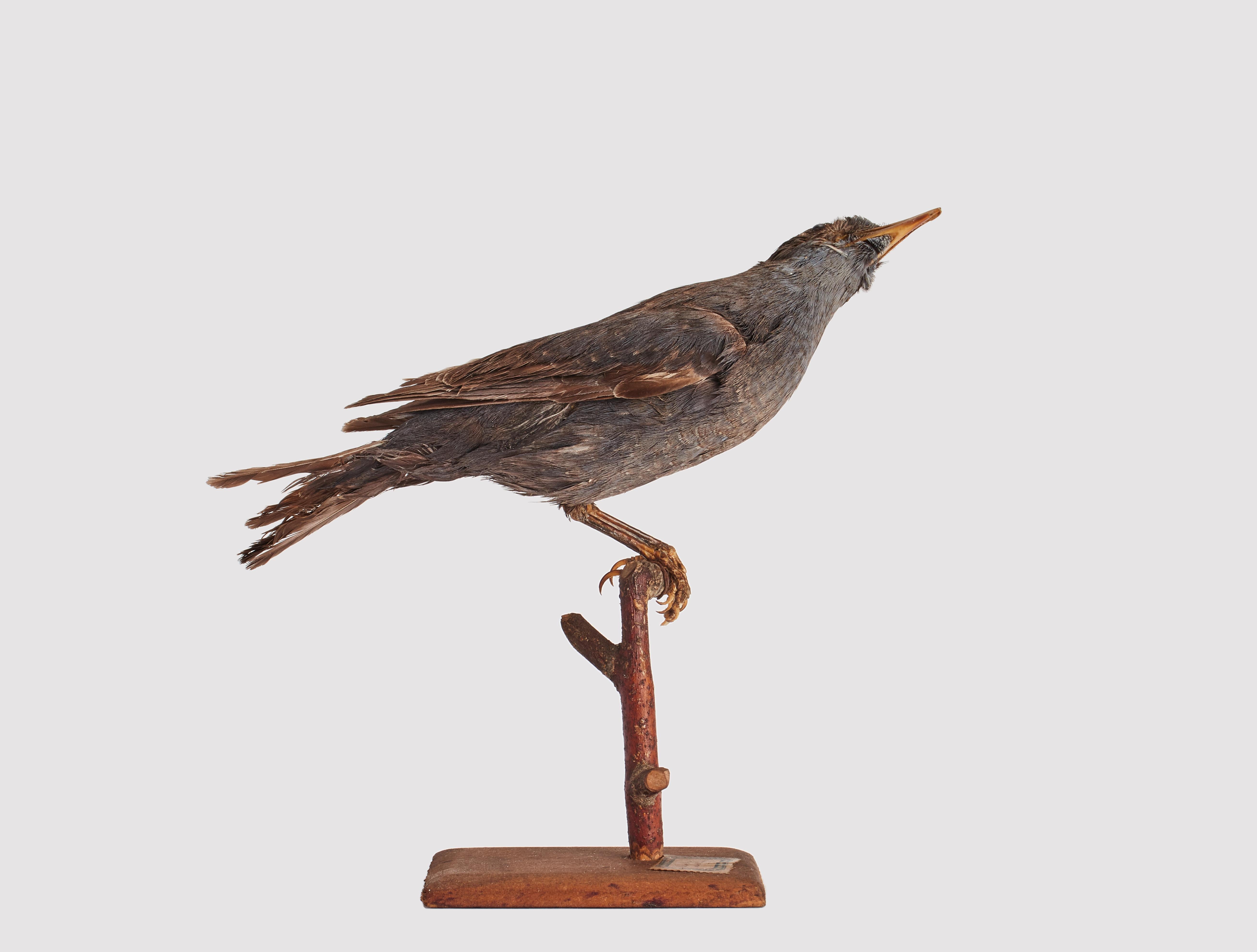 italien Oiseau touffeté pour armoire d'histoire naturelle, Lonely Sparrow, Italie 1880. en vente