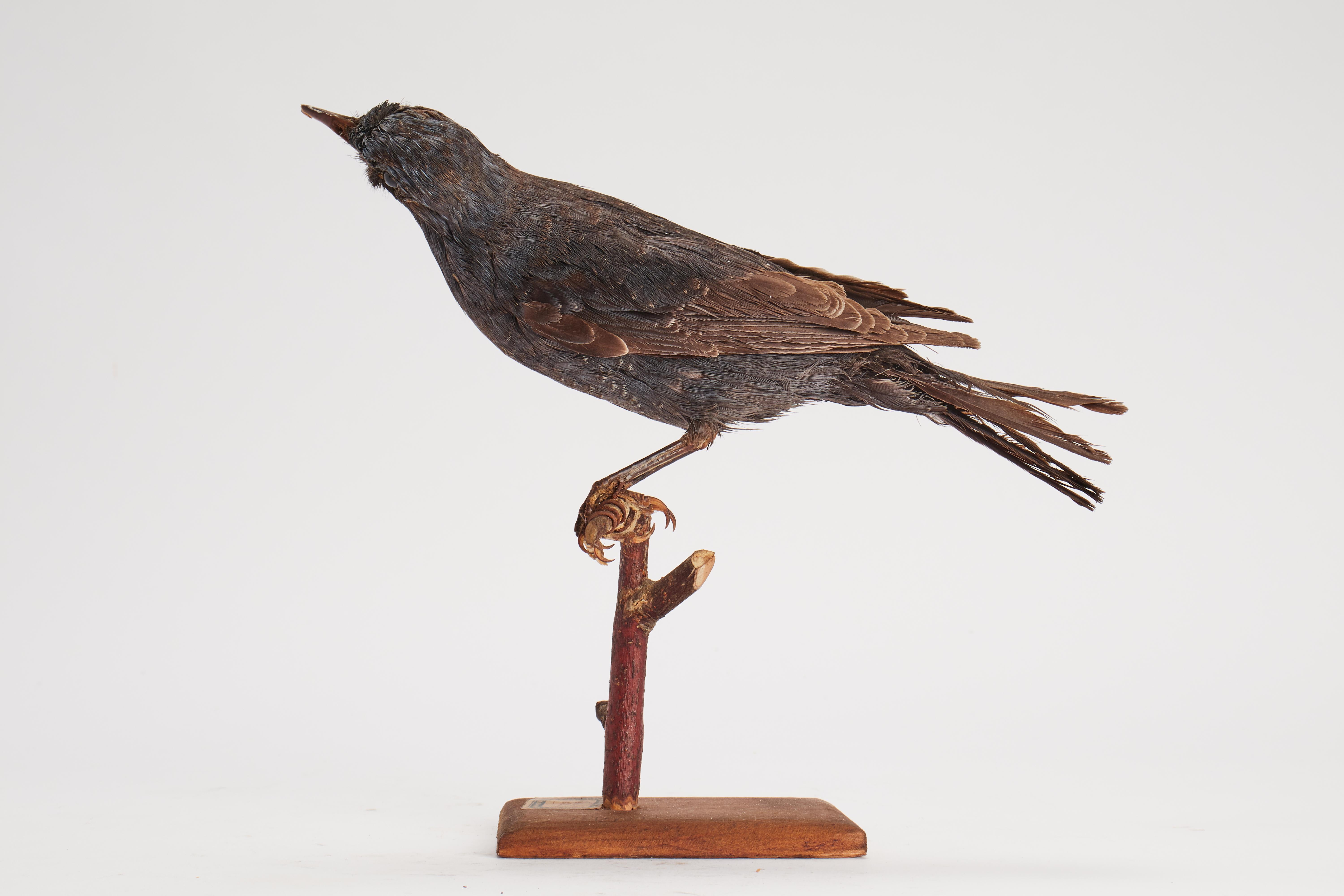 Oiseau touffeté pour armoire d'histoire naturelle, Lonely Sparrow, Italie 1880. Bon état - En vente à Milan, IT