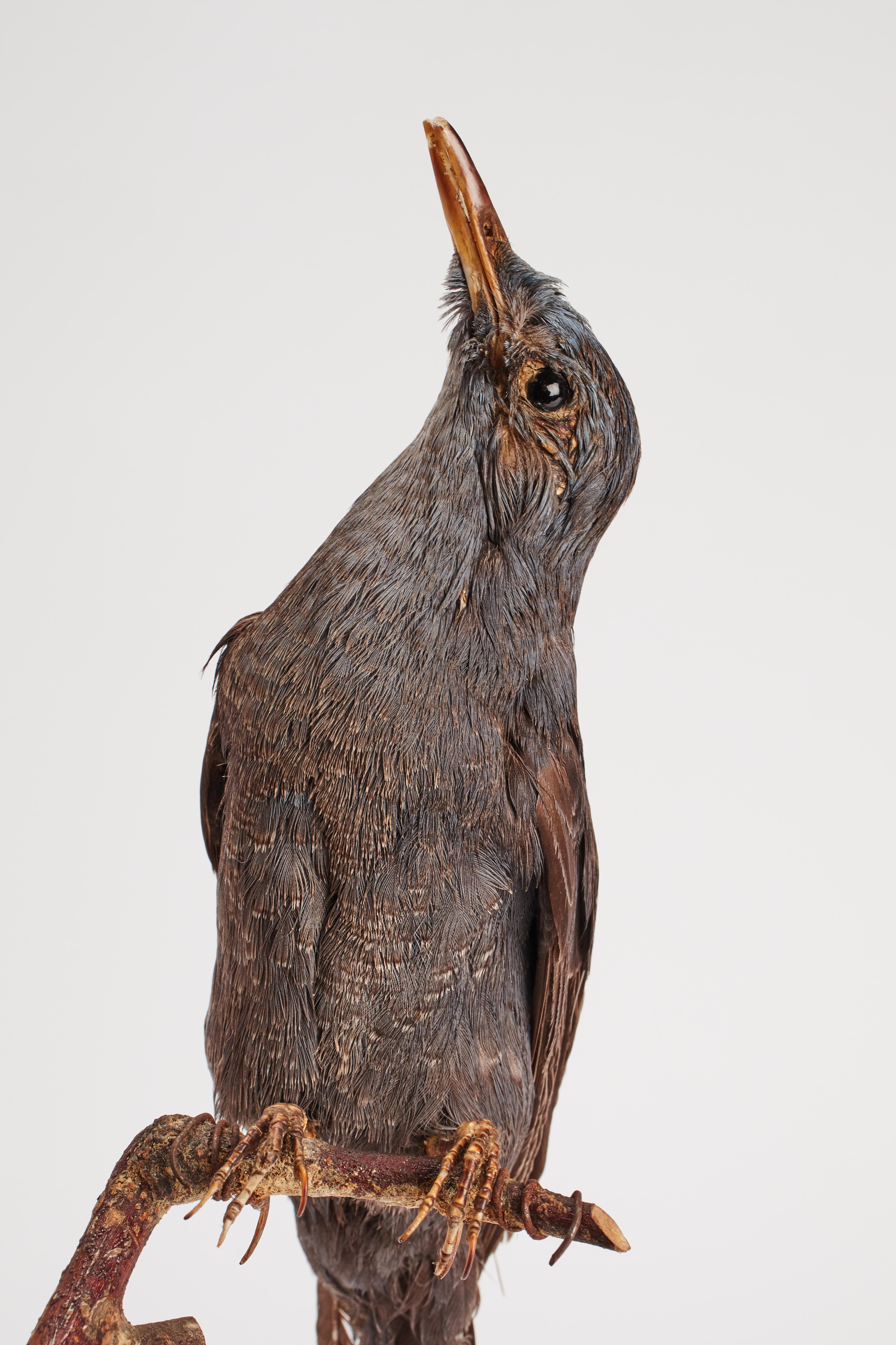 XIXe siècle Oiseau touffeté pour armoire d'histoire naturelle, Lonely Sparrow, Italie 1880. en vente