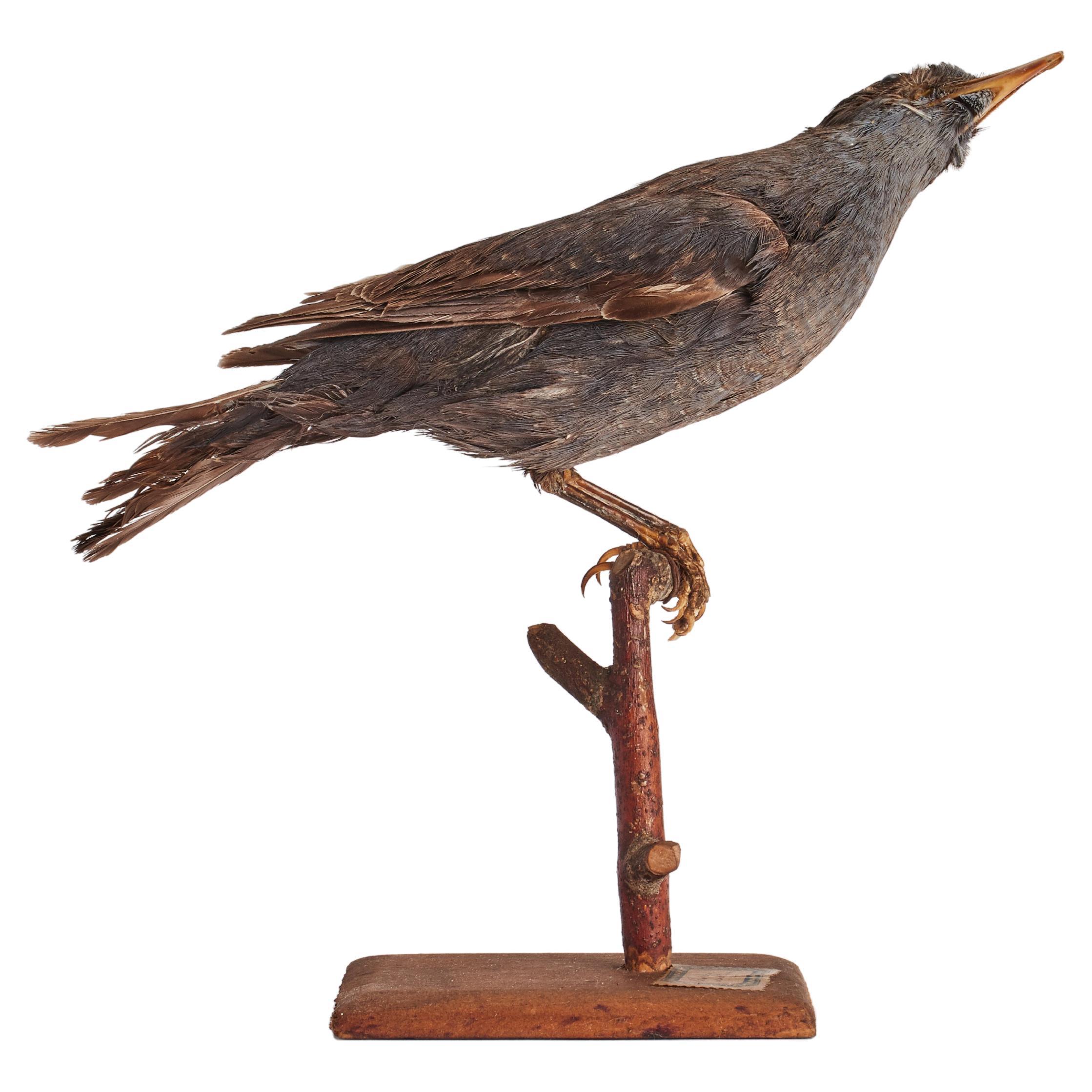 Spécimen naturel du Wunderkammer Oiseau empaillé (Passer domesticus) Moineau solitaire, monté sur un socle en bois avec cartouche Spécimen pour laboratoire et cabinet d'histoire naturelle. S. Brogi Naturalista. Sienne, Italie vers 1880.