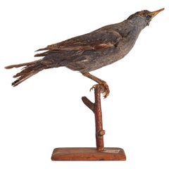 Oiseau touffeté pour armoire d'histoire naturelle, Lonely Sparrow, Italie 1880.