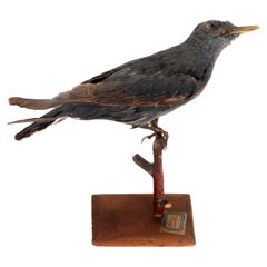 Uccello impagliato per gabinetto di storia naturale, Passero solitario, Italia 1880.