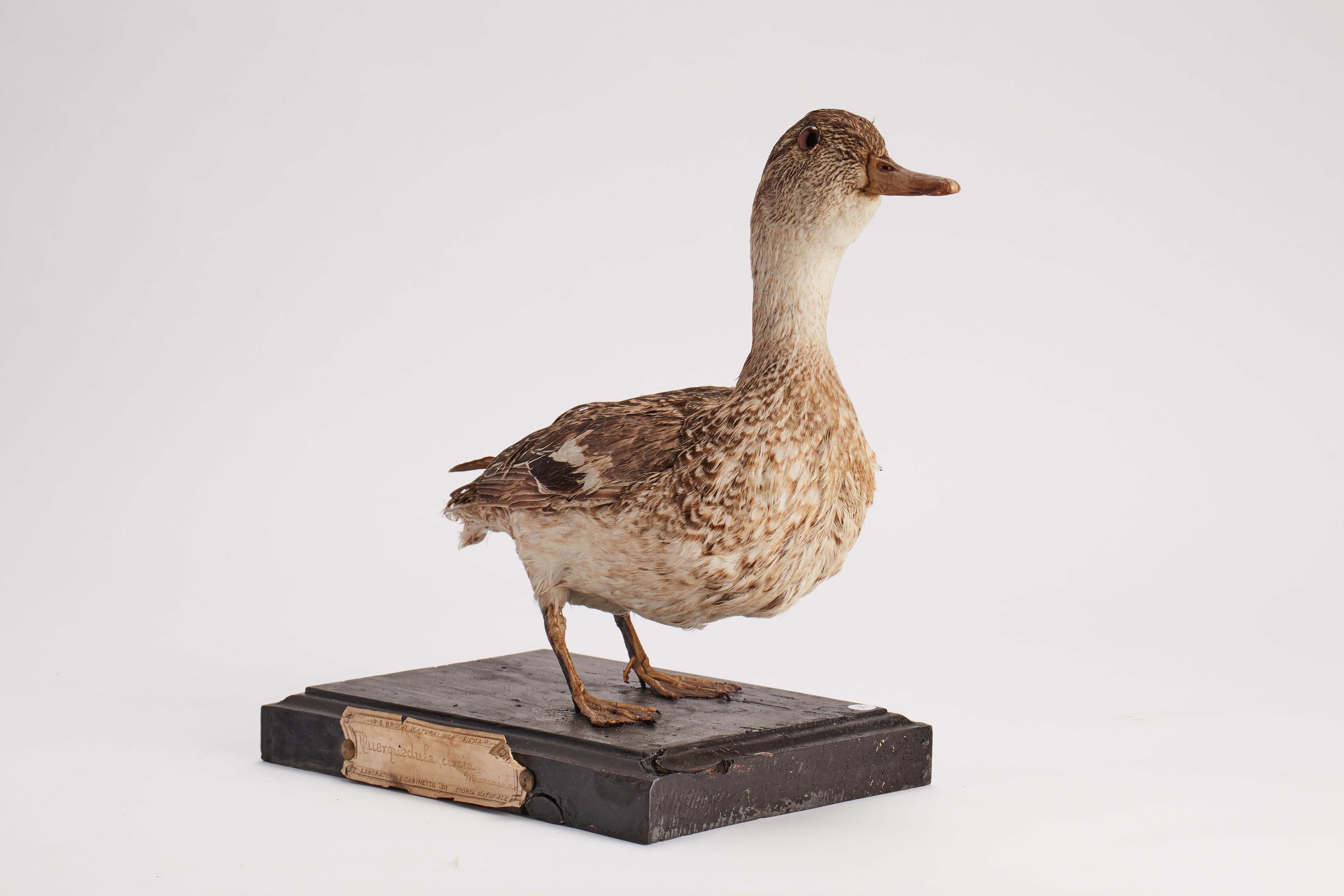 Natural specimen from Wunderkammer Stuffed bird (Anas querquedula) Garganey mounted on a wooden base with cartouche Specimen for laboratory and Natural history cabinet. S. Brogi Naturalista. Siena, Italy, circa 1880.