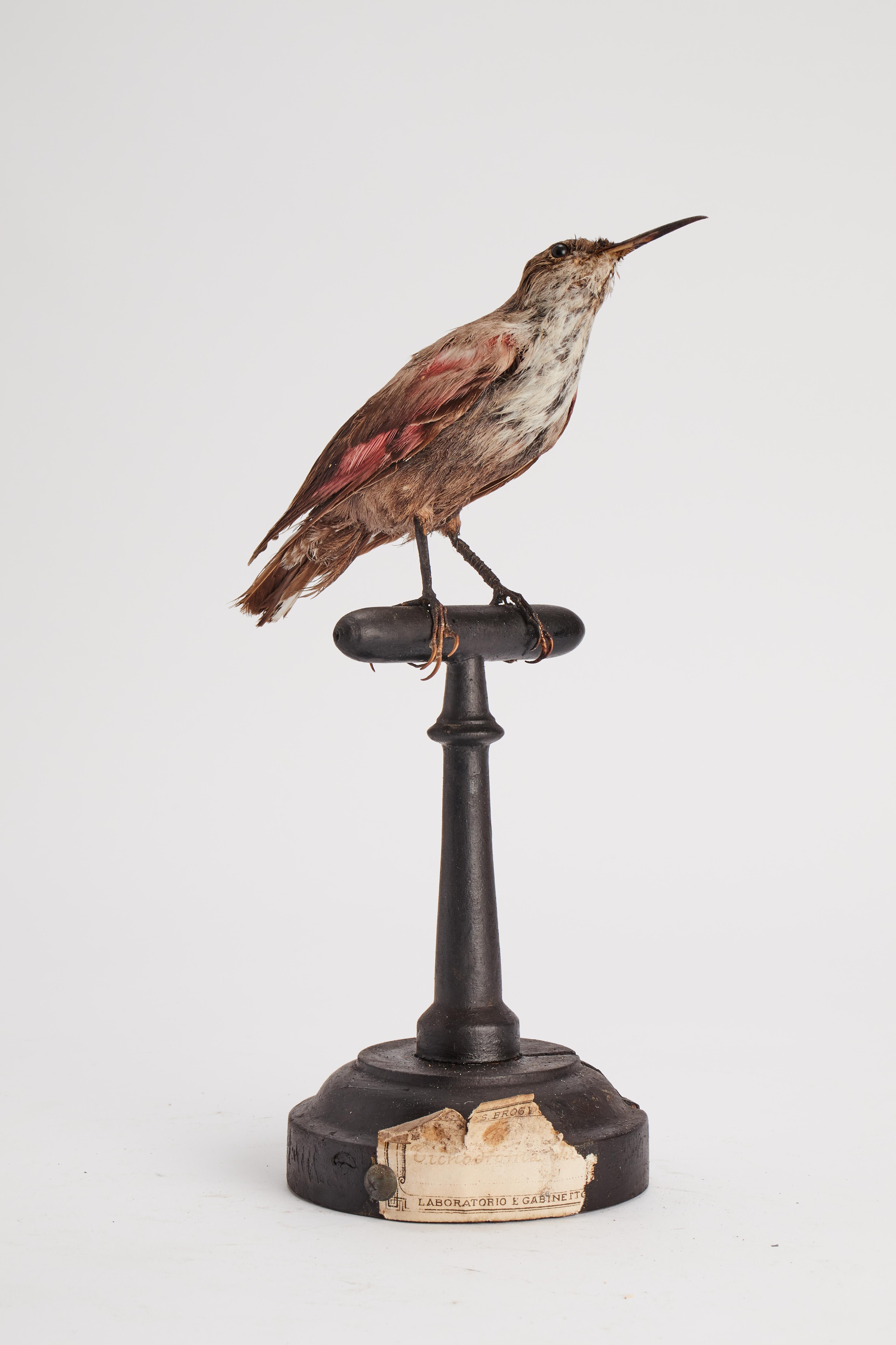 Natural specimen from Wunderkammer Stuffed bird (Tichodroma muraria) Woodpecker on a wooden base with cartouche Specimen for laboratory and Natural history cabinet. S. Brogi Naturalista. Siena, Italy, circa 1880.