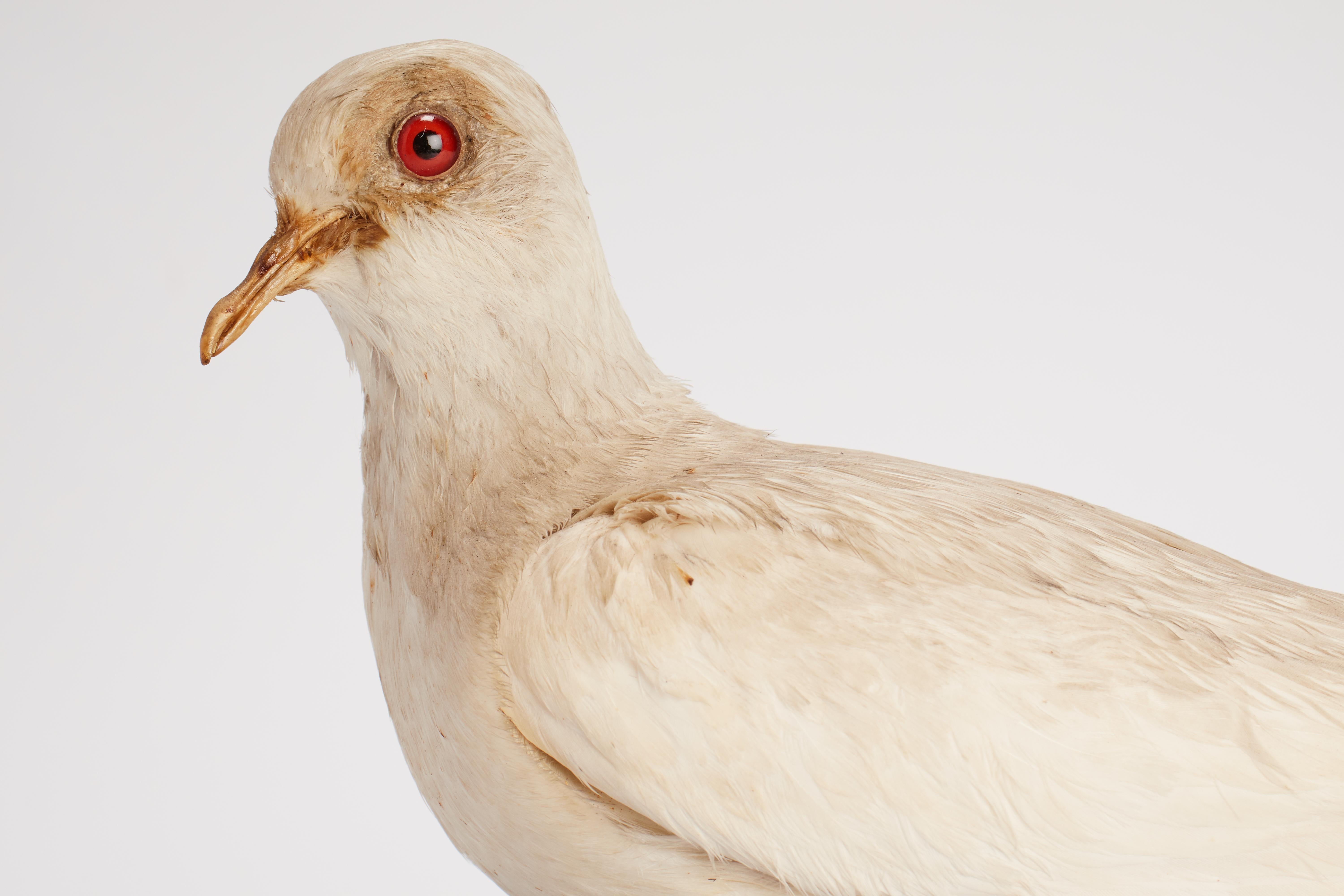 Natural specimen from Wunderkammer Stuffed bird (Streptopelia turtur) Dove on a wooden base with cartouche Specimen for laboratory and Natural history cabinet. S. Brogi Naturalista. Siena, Italy, circa 1880.