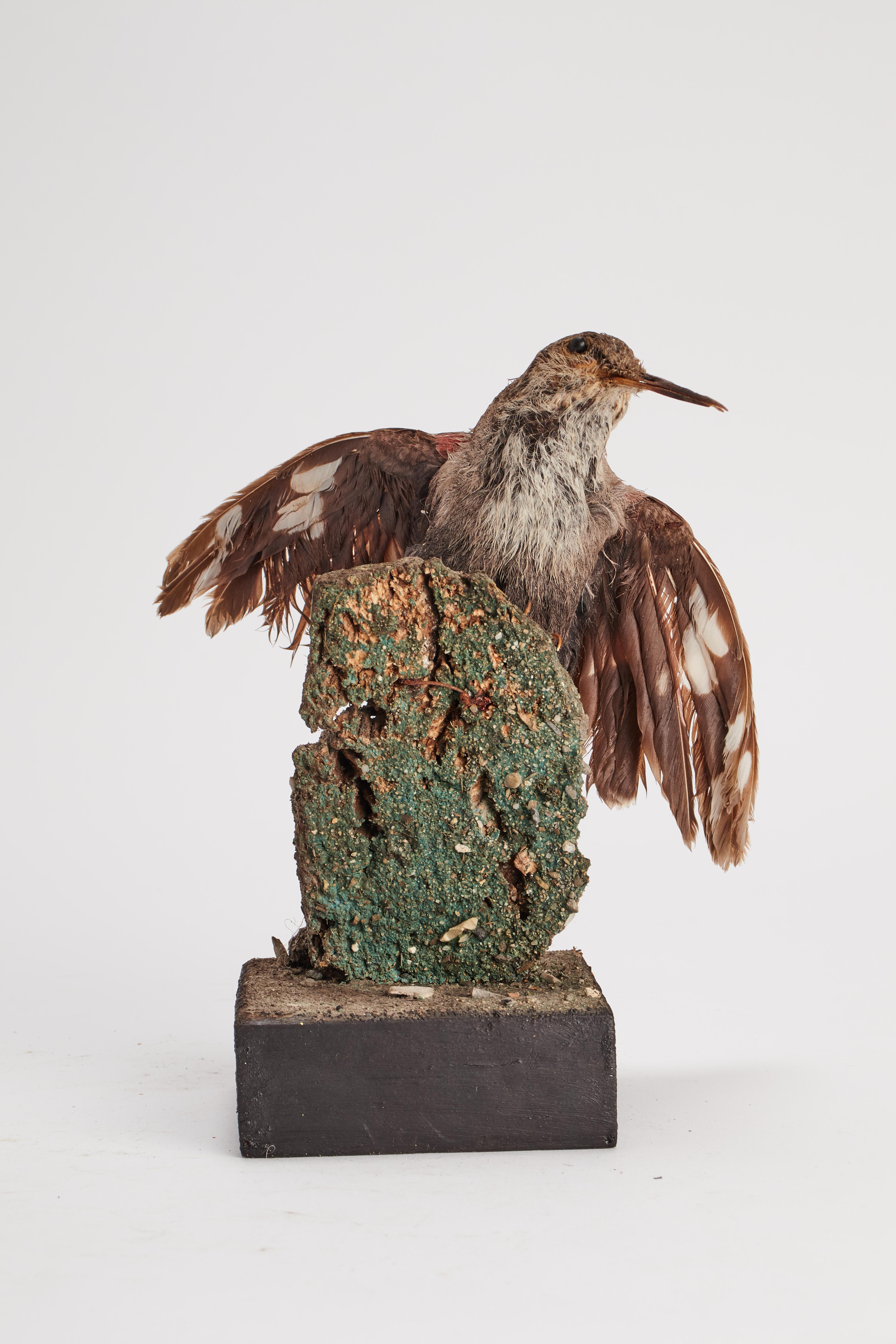 Natural specimen from Wunderkammer stuffed bird (Tichodroma muraria) Picchio Muraiolo on a wooden base with cartouche specimen for laboratory and natural history cabinet. S. Brogi Naturalista. Siena, Italy, circa 1880.