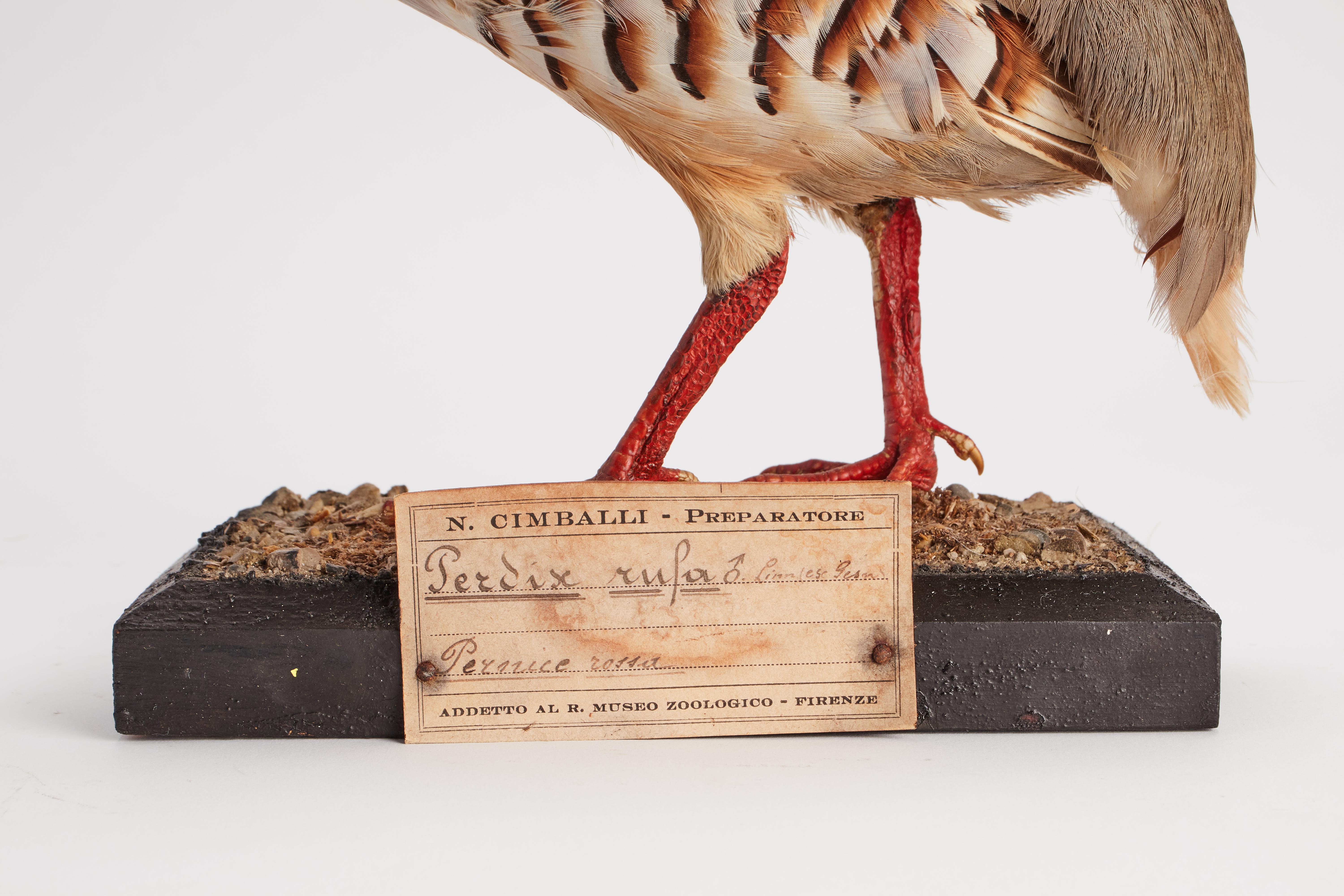 Natural specimen from Wunderkammer taxidermy Stuffed bird (Alectoris Graeca) Conturnice mounted on a wooden base with cartouche Specimen for laboratory and Natural history cabinet. S. Broggi Naturalista. Siena, Italy, circa 1880.