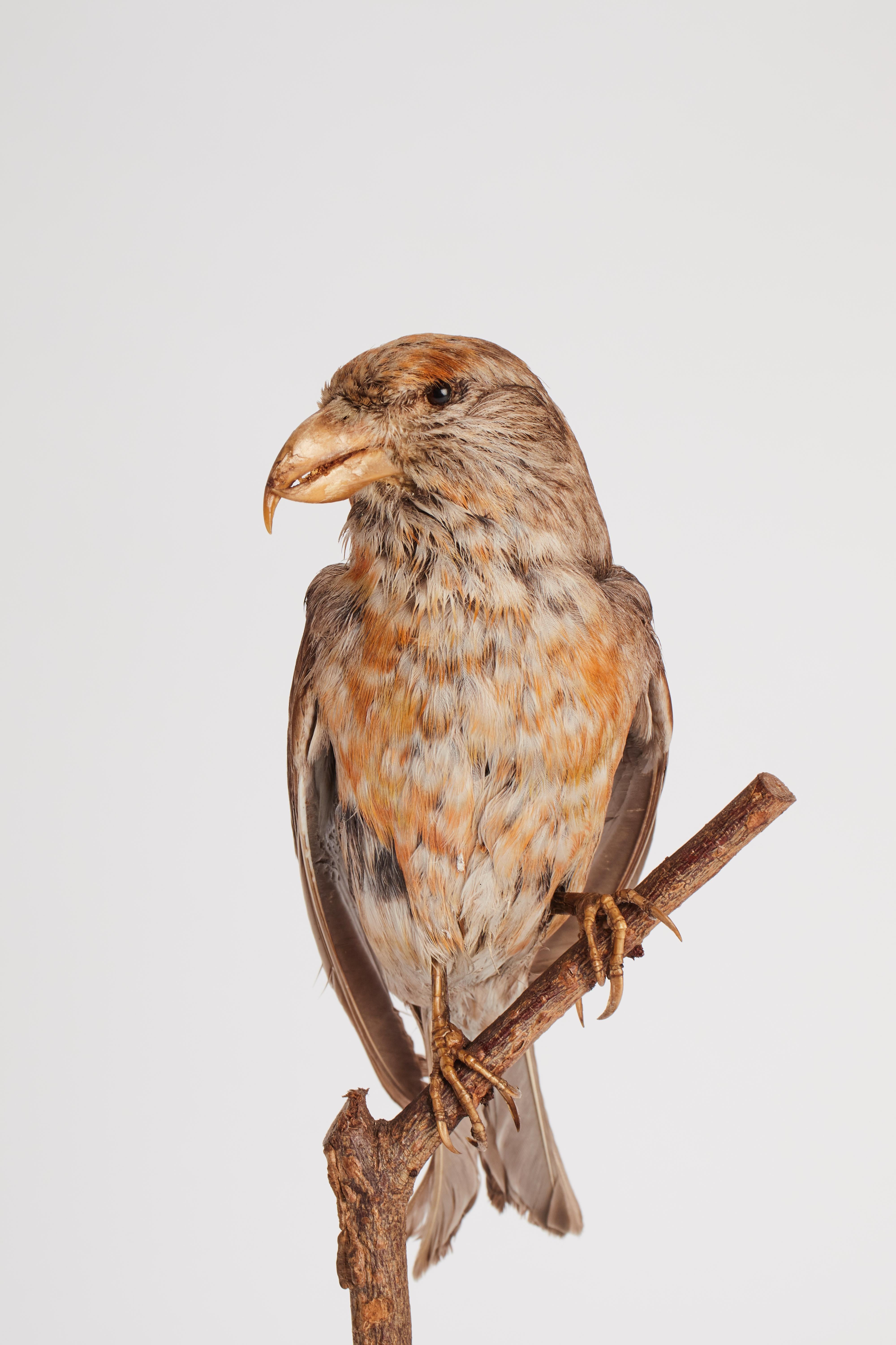Natural specimen from Wunderkammer stuffed bird (Passer domesticus) house sparrow mounted on a wooden base with cartouche specimen for laboratory and natural history cabinet. S. Brogi Naturalista. Siena, Italy, circa 1880.