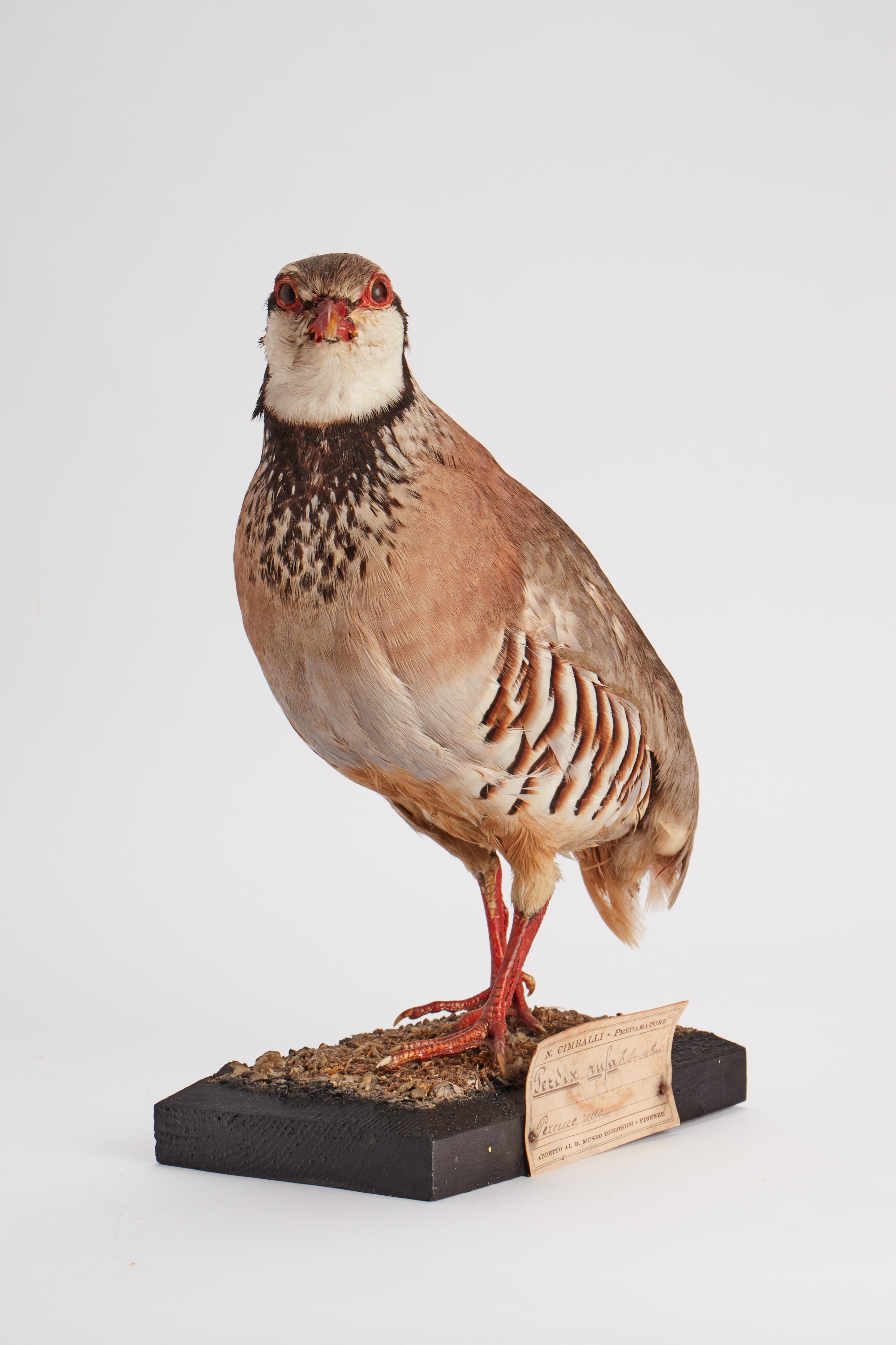 Italian Stuffed Bird for Natural History Cabinet, Siena, Italy, 1880
