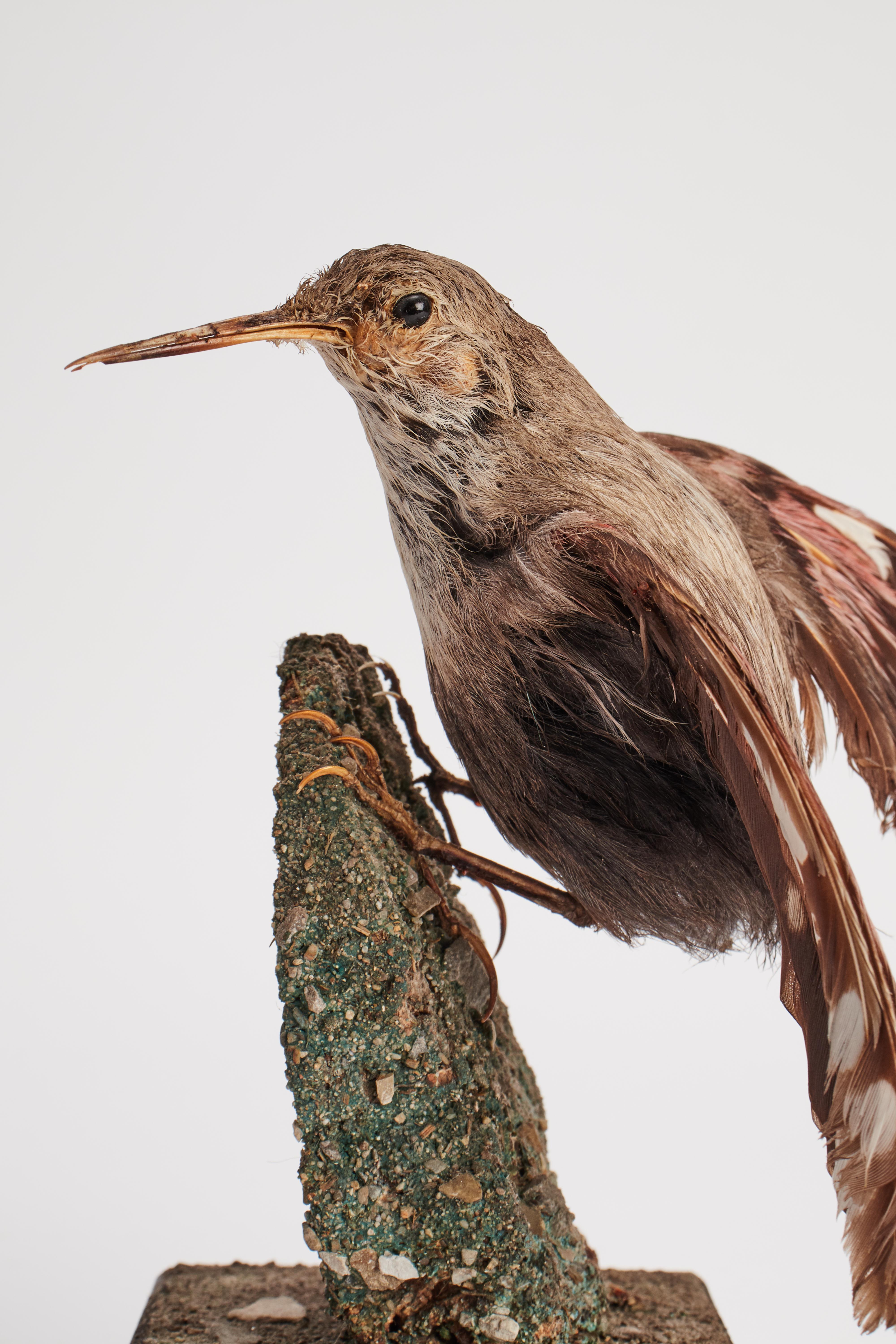 Late 19th Century Stuffed Bird for Natural History Cabinet, Siena, Italy, 1880