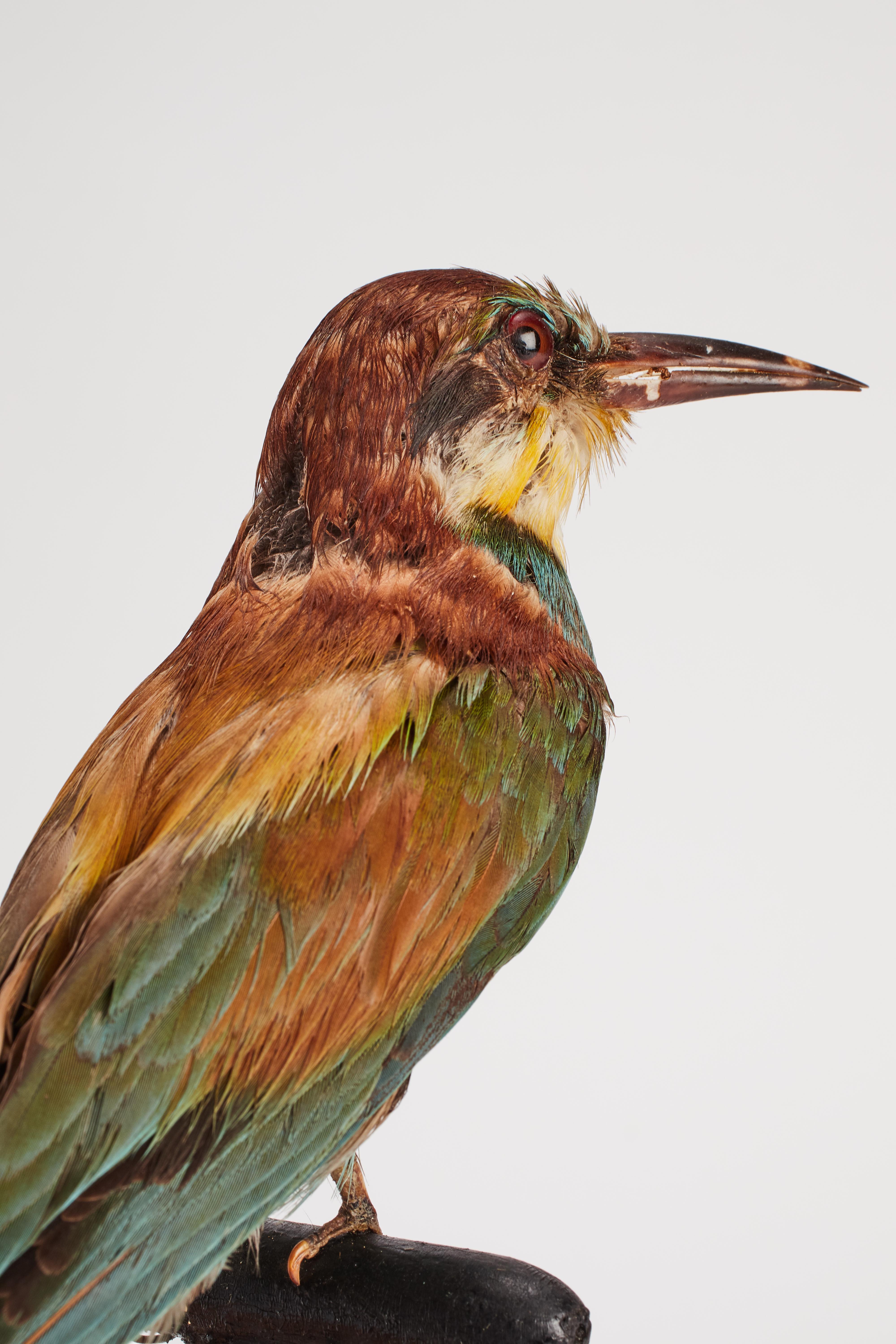 Late 19th Century Stuffed Bird for Natural History Cabinet, Siena, Italy, 1880