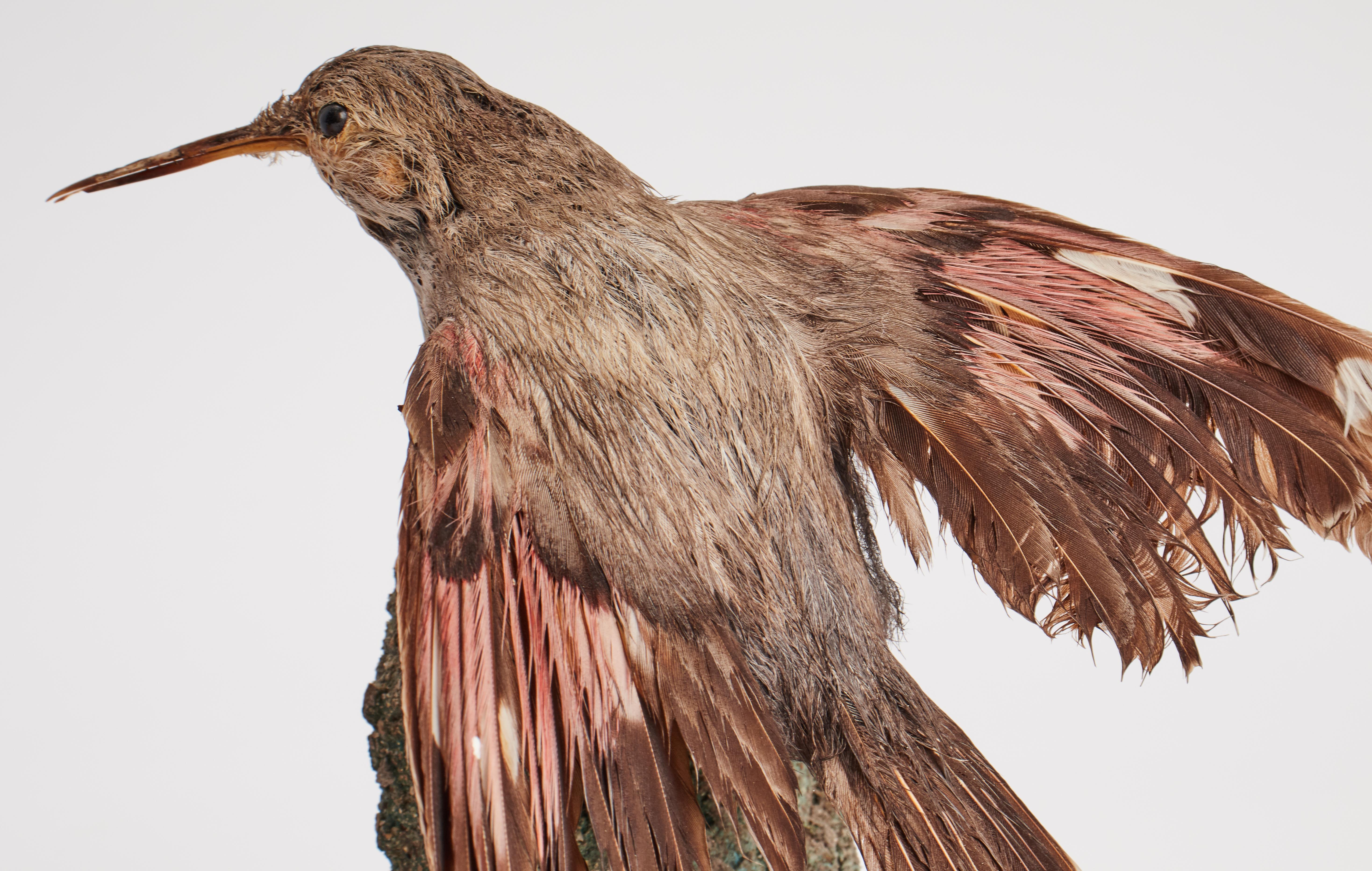 Animal Skin Stuffed Bird for Natural History Cabinet, Siena, Italy, 1880