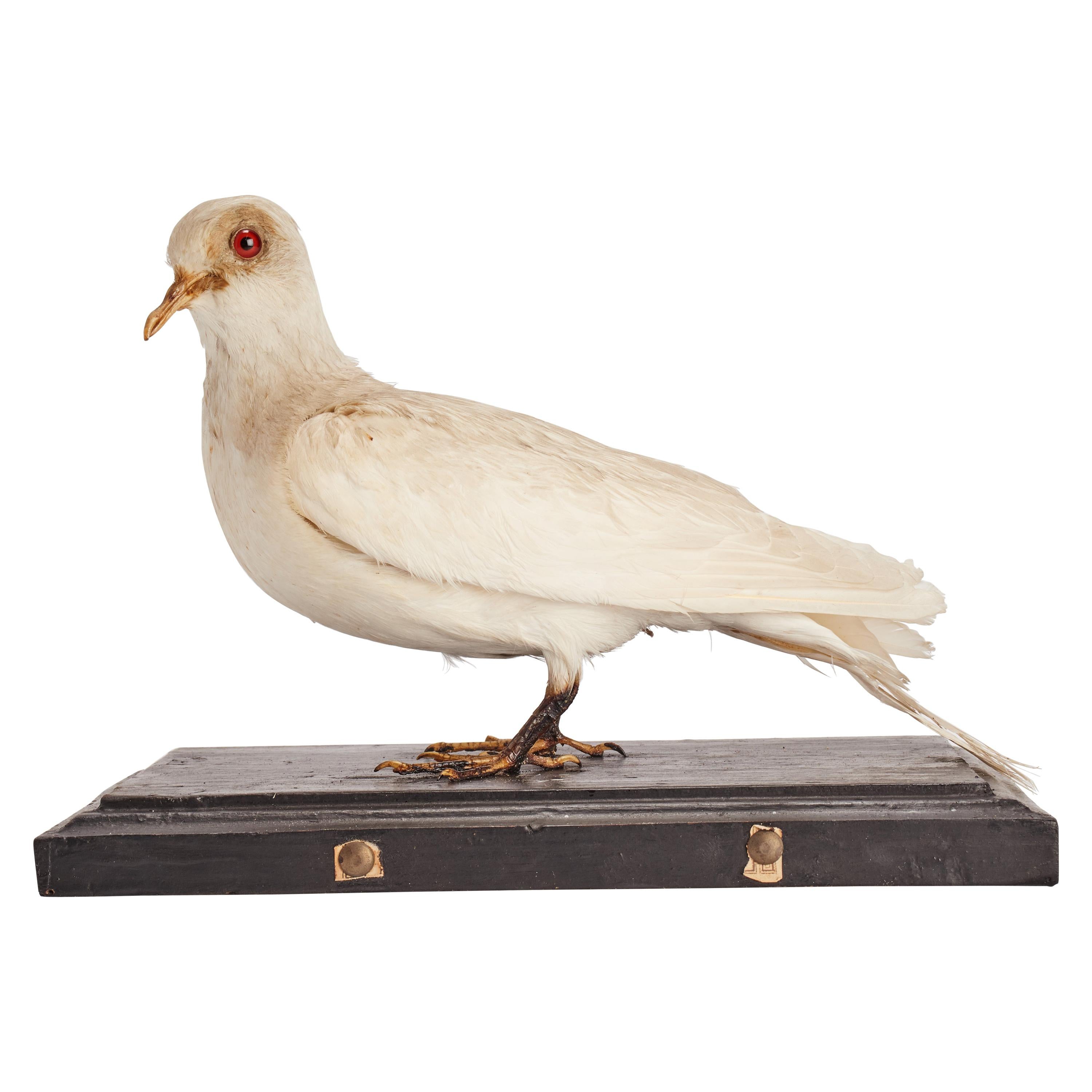 Stuffed Bird for Natural History Cabinet, Siena, Italy, 1880