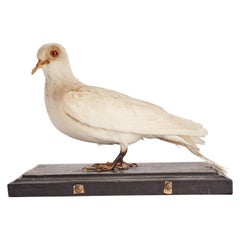 Stuffed Bird for Natural History Cabinet, Siena, Italy, 1880