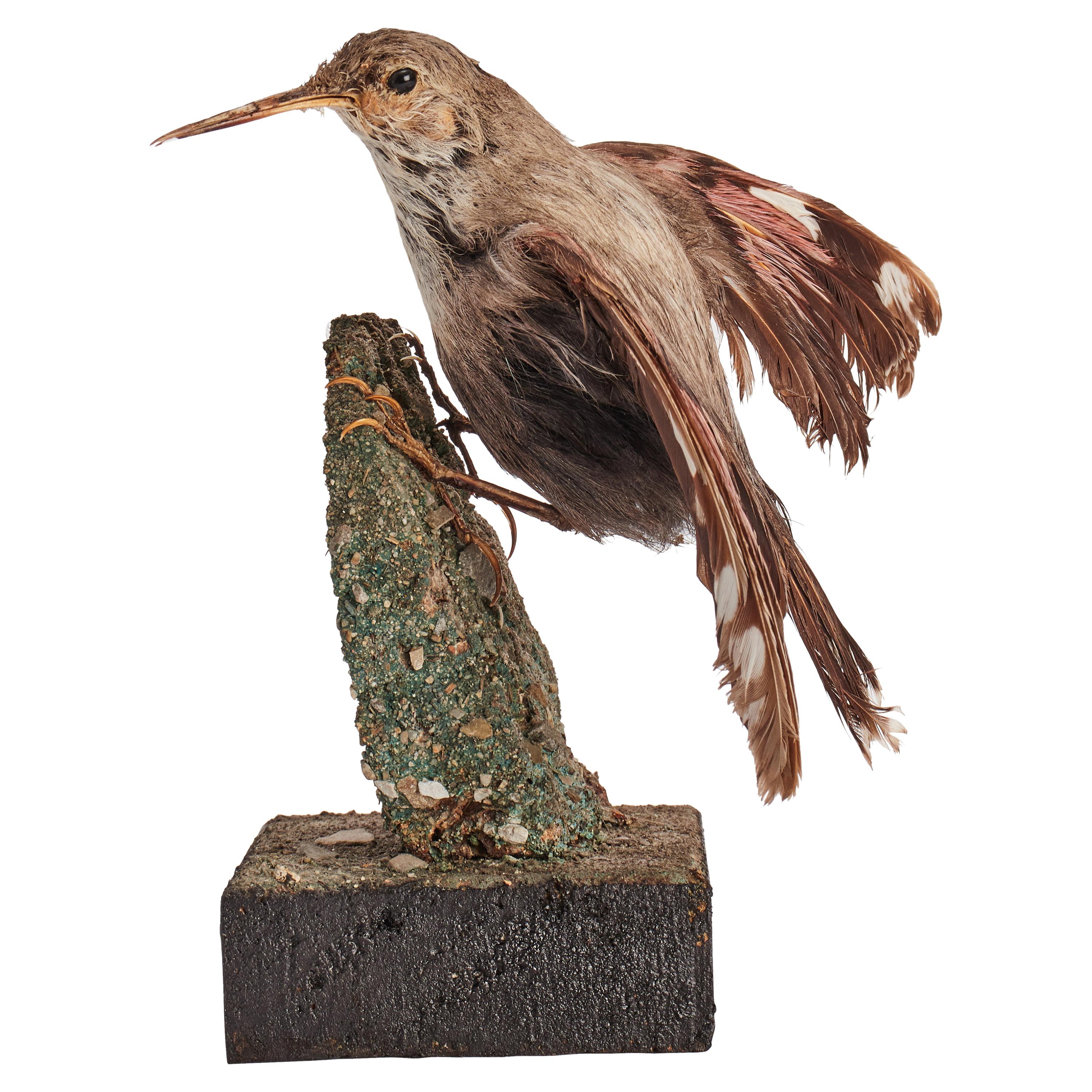 Stuffed Bird for Natural History Cabinet, Siena, Italy, 1880