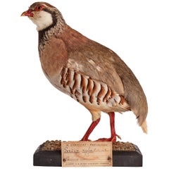 Stuffed Bird for Natural History Cabinet, Siena, Italy, 1880