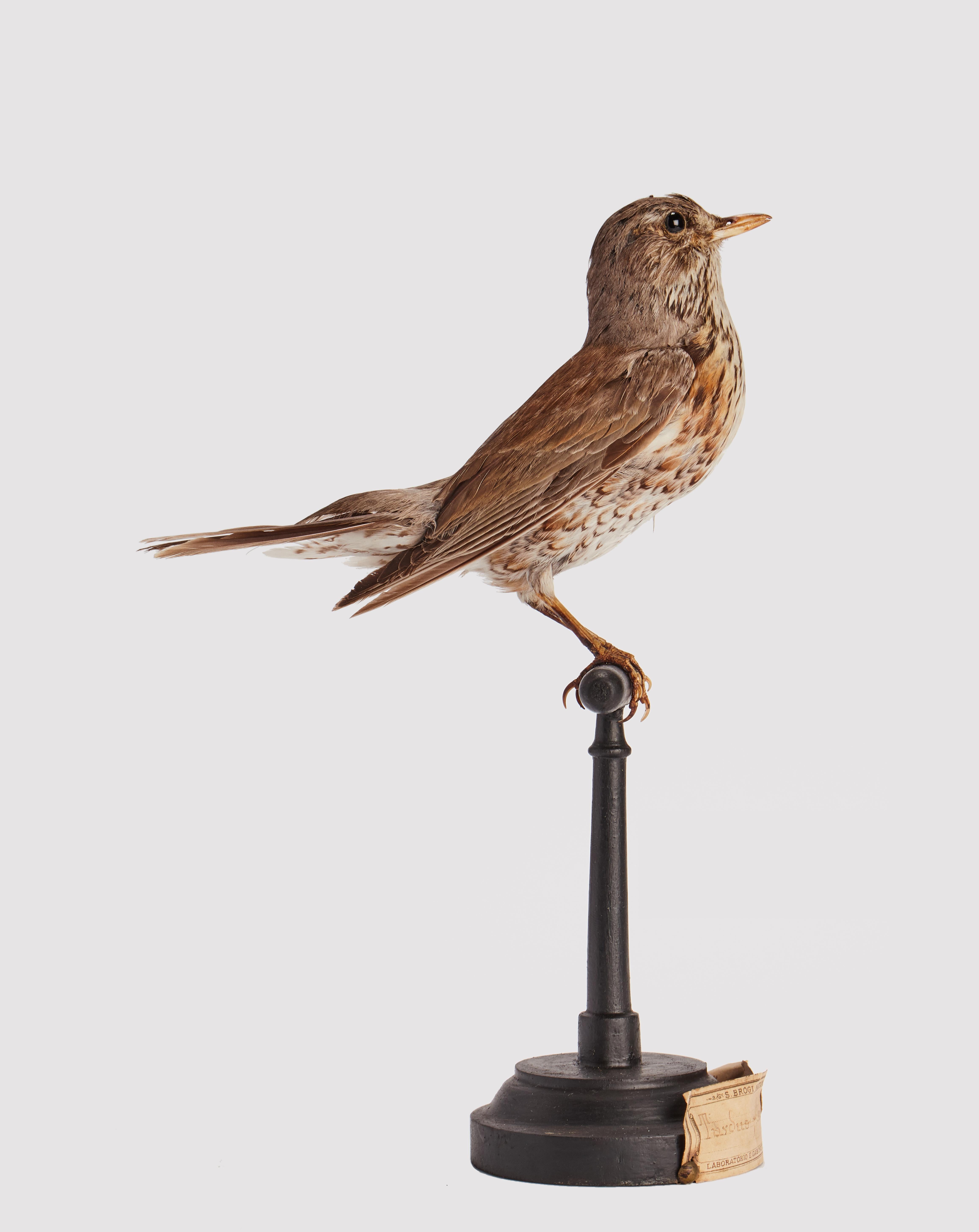 Spécimen naturel provenant de la Wunderkammer : Oiseau empaillé (Turdus pilaris) Moineau de Trush, monté sur une base en bois avec cartouche. Spécimen pour laboratoire et cabinet d'histoire naturelle. S. Brogi Naturalista. Sienne, Italie vers 1880.