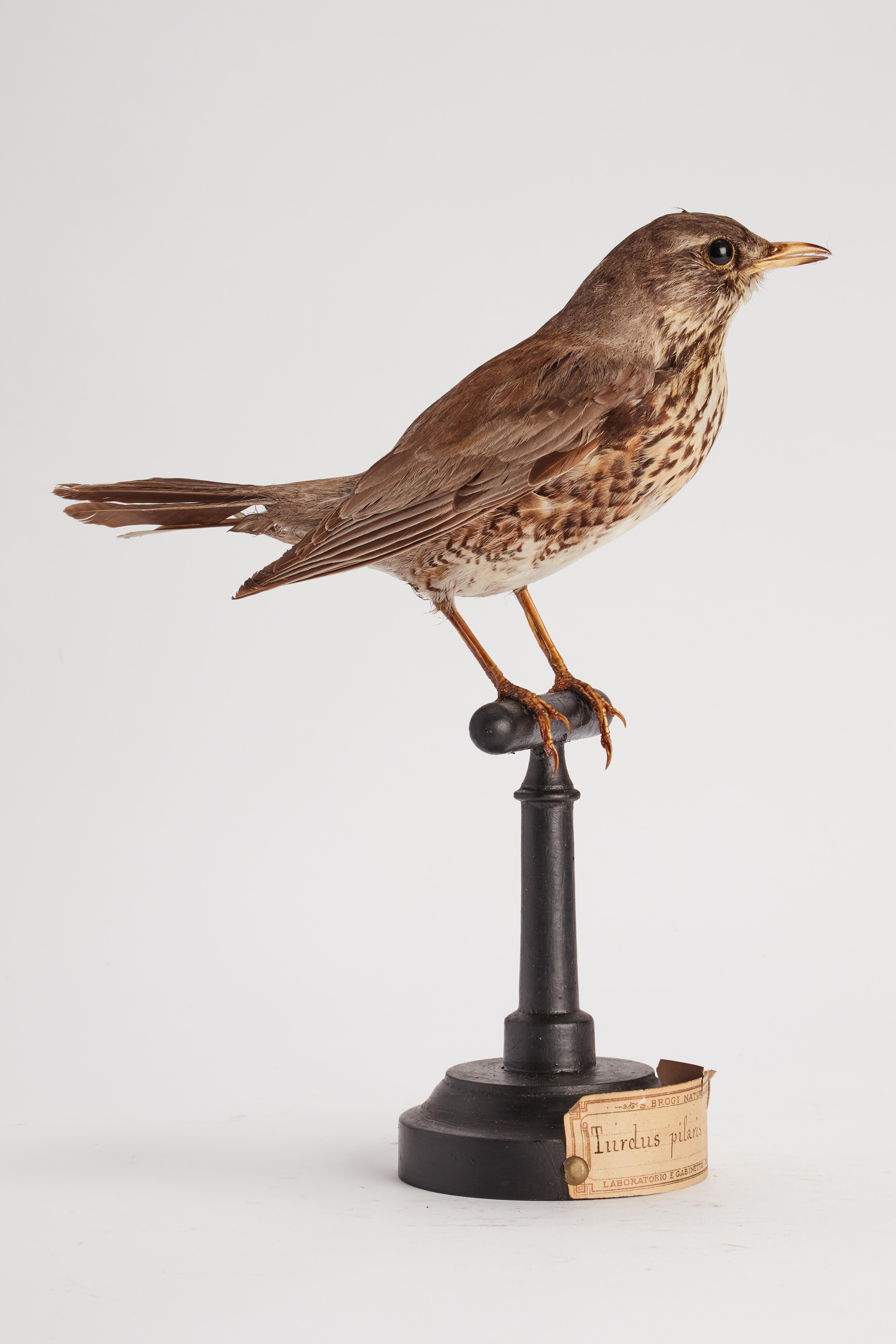 Natural specimen from Wunderkammer: Stuffed bird (Turdus pilaris) Trush Sparrow, monted on a wooden base with cartouche Specimen for laboratory and Natural history cabinet. S. Brogi Naturalista. Siena, Italy circa 1880.