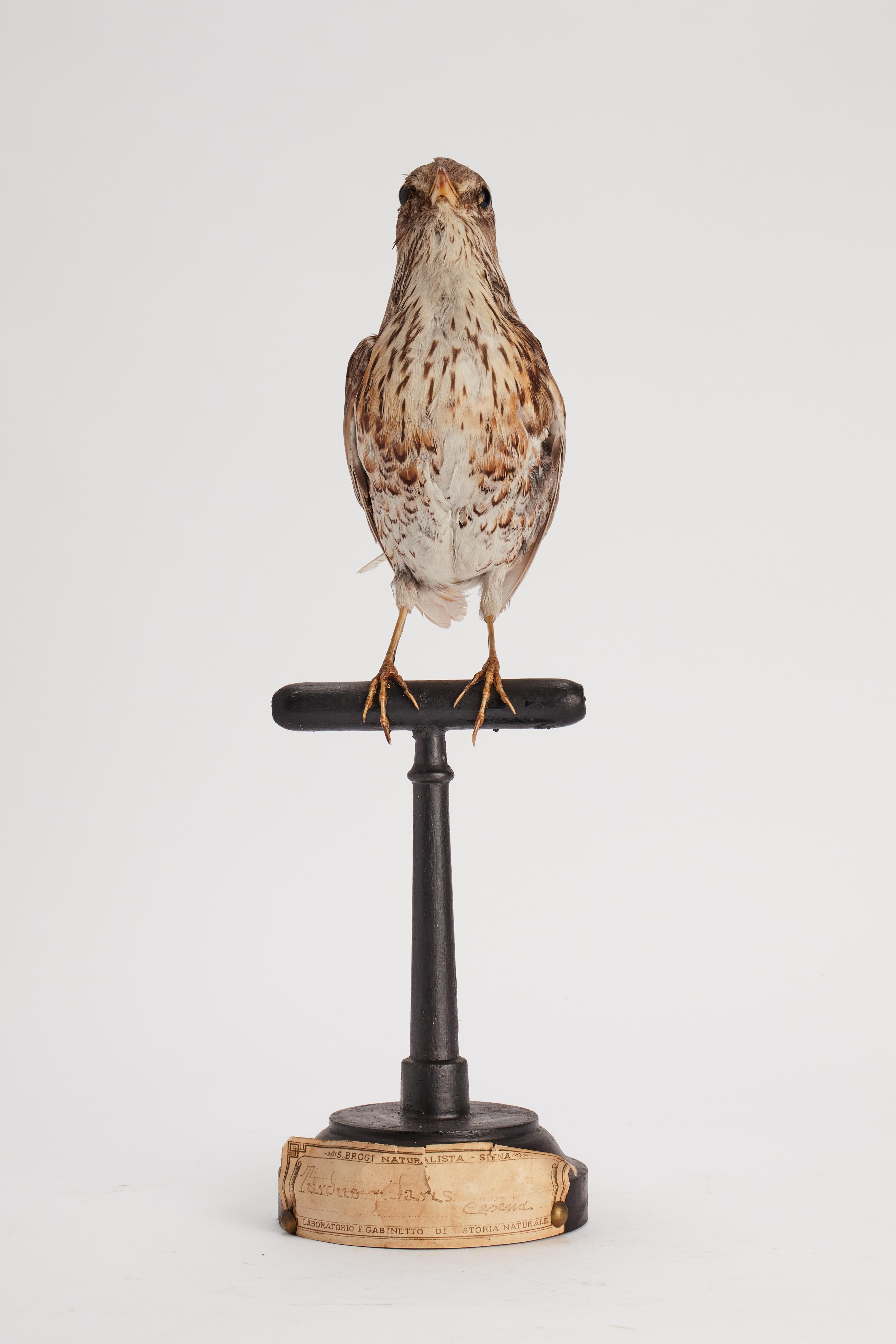 italien Oiseau touffeté pour armoire d'histoire naturelle, Trush Sparrow Italia 1880. en vente
