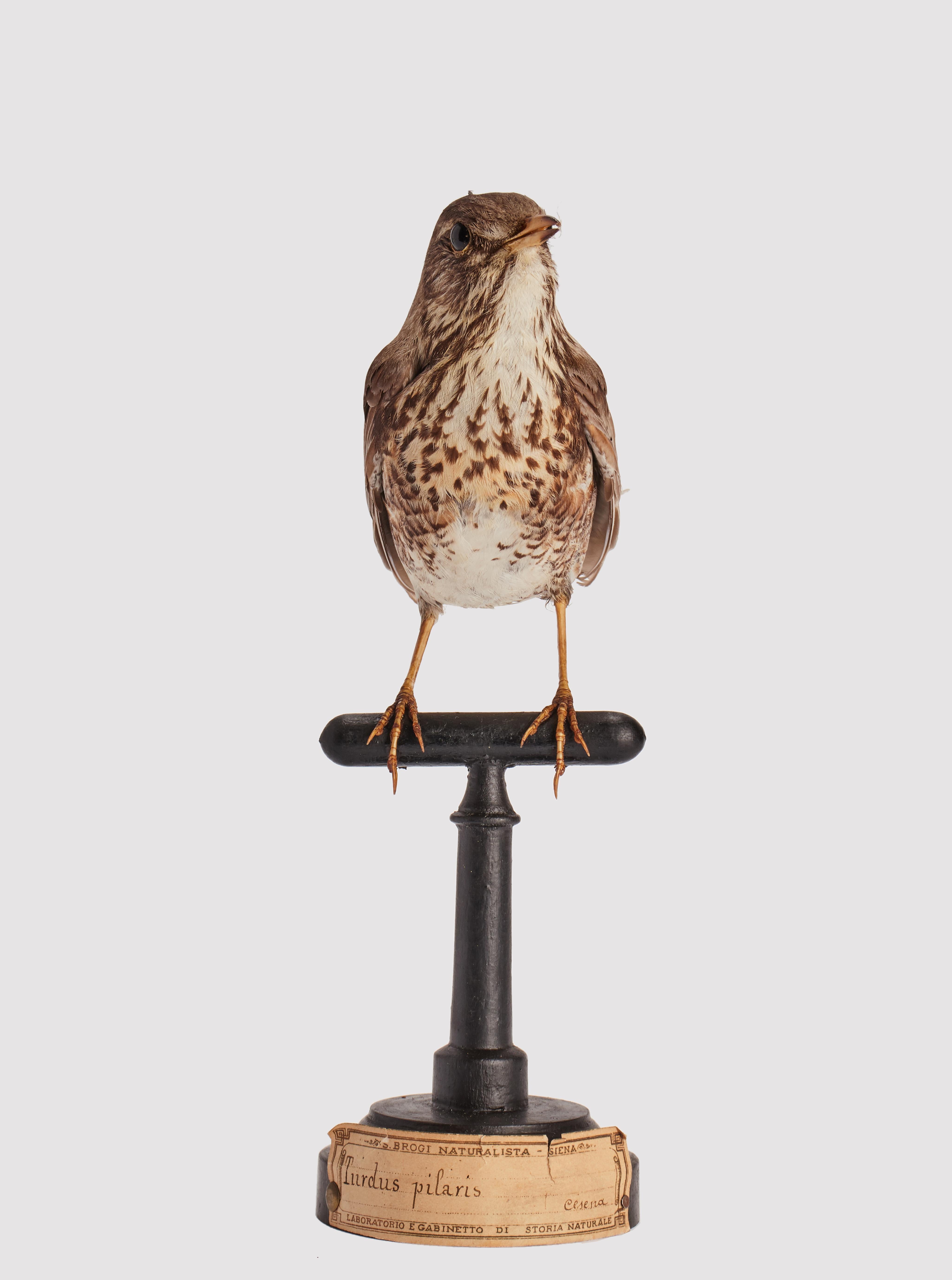 Stuffed bird for natural history cabinet, Trush Sparrow, Italia 1880. In Good Condition In Milan, IT