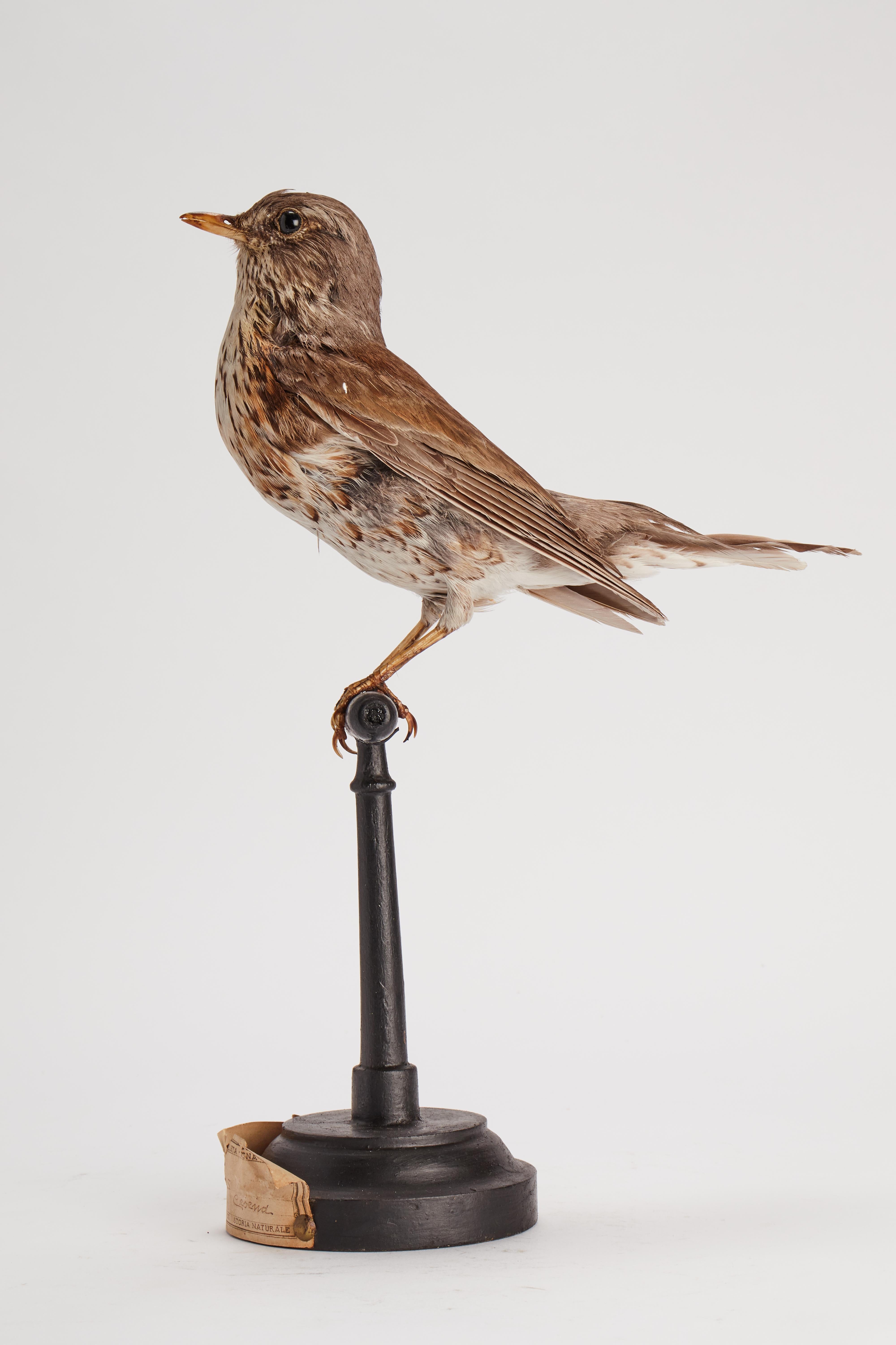 XIXe siècle Oiseau touffeté pour armoire d'histoire naturelle, Trush Sparrow Italia 1880. en vente