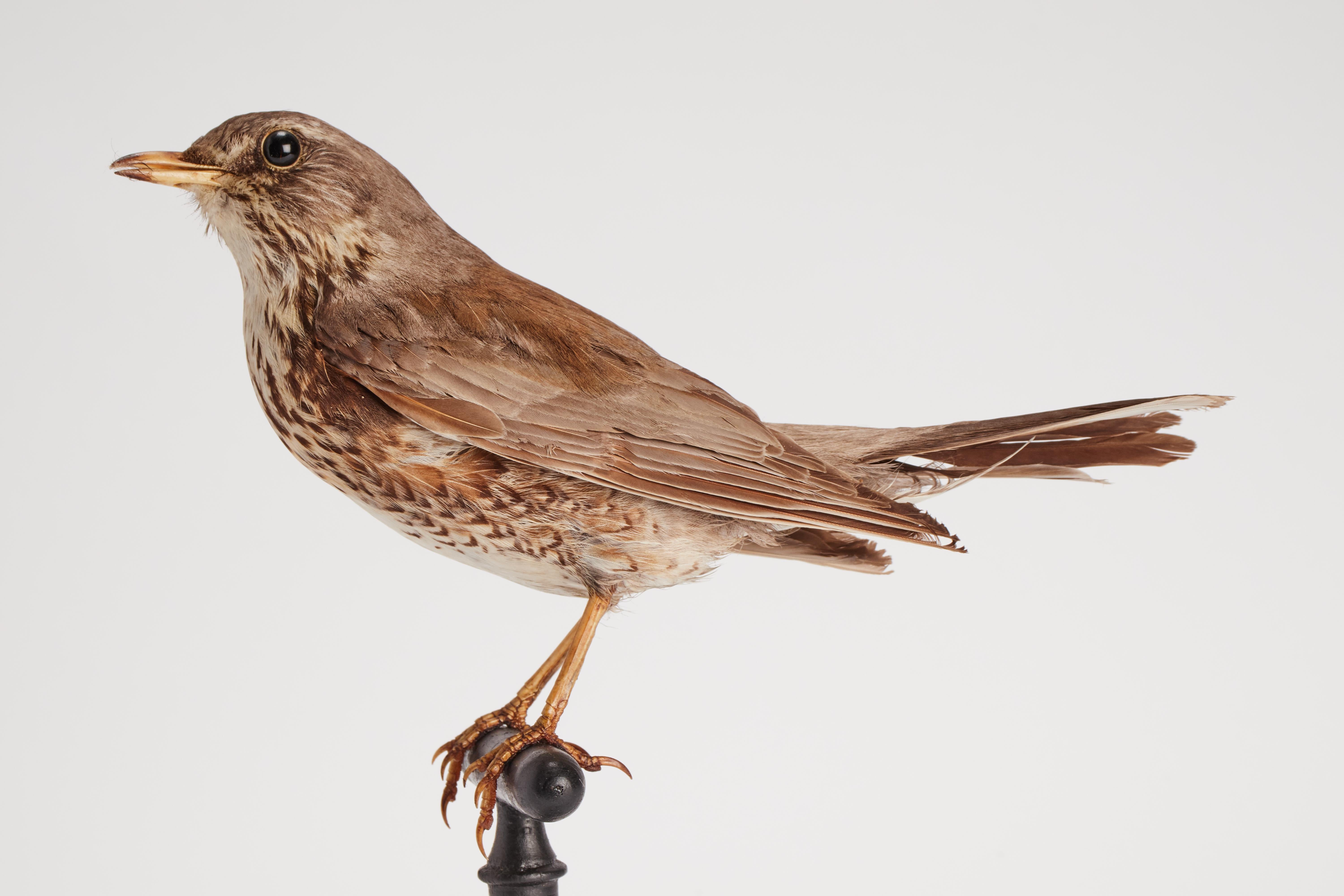 19th Century Stuffed bird for natural history cabinet, Trush Sparrow, Italia 1880.