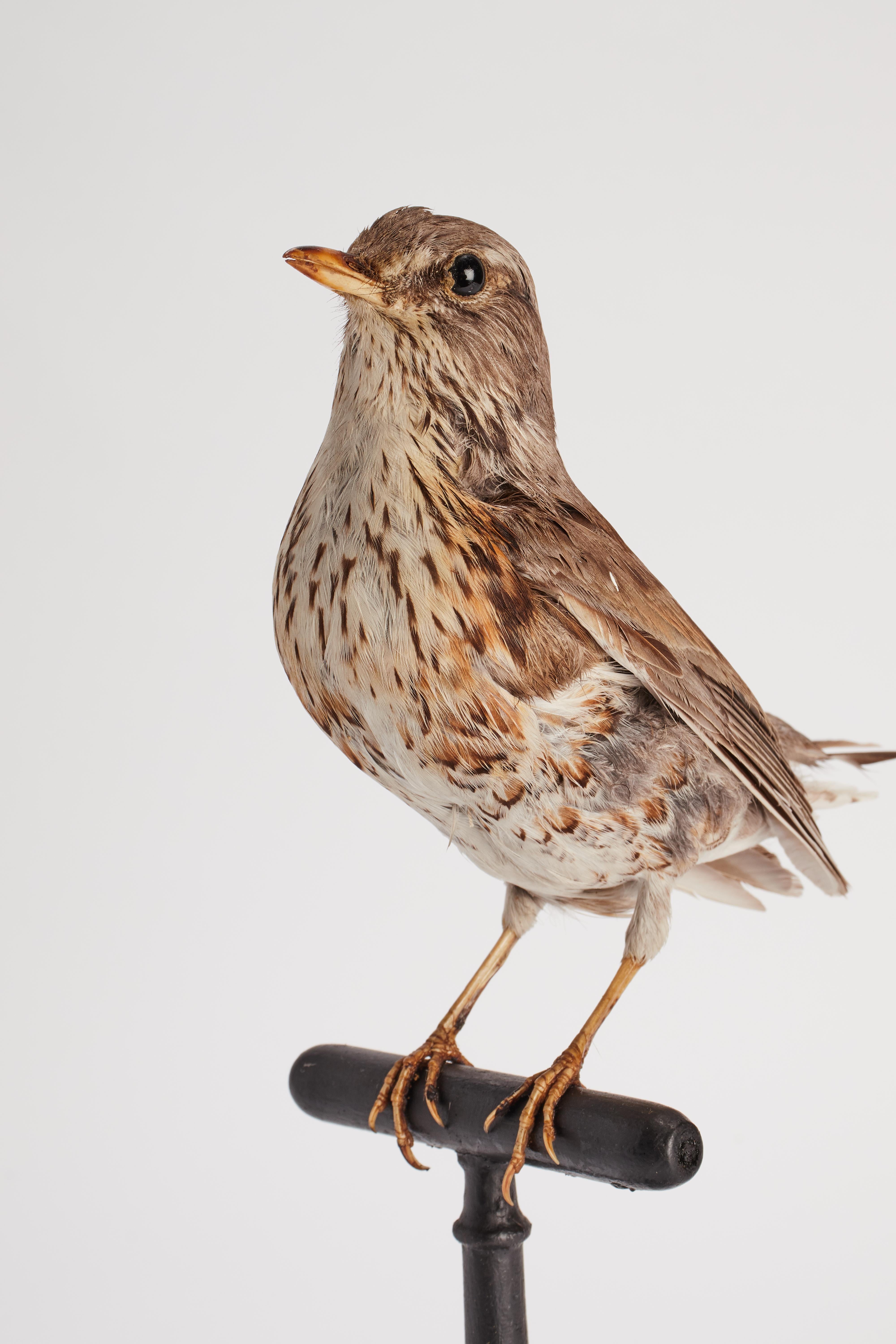 Bois Oiseau touffeté pour armoire d'histoire naturelle, Trush Sparrow Italia 1880. en vente