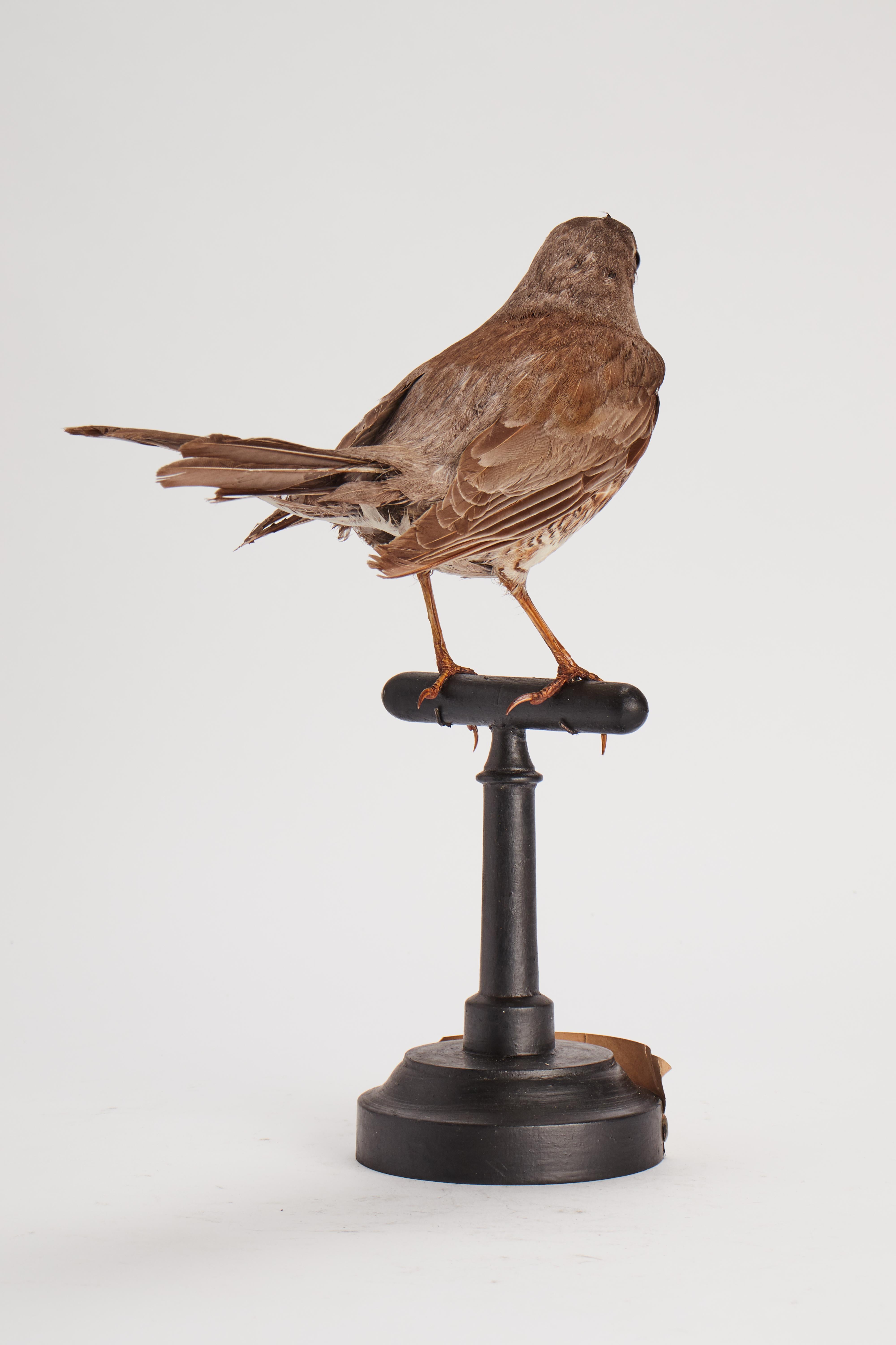 Wood Stuffed bird for natural history cabinet, Trush Sparrow, Italia 1880.