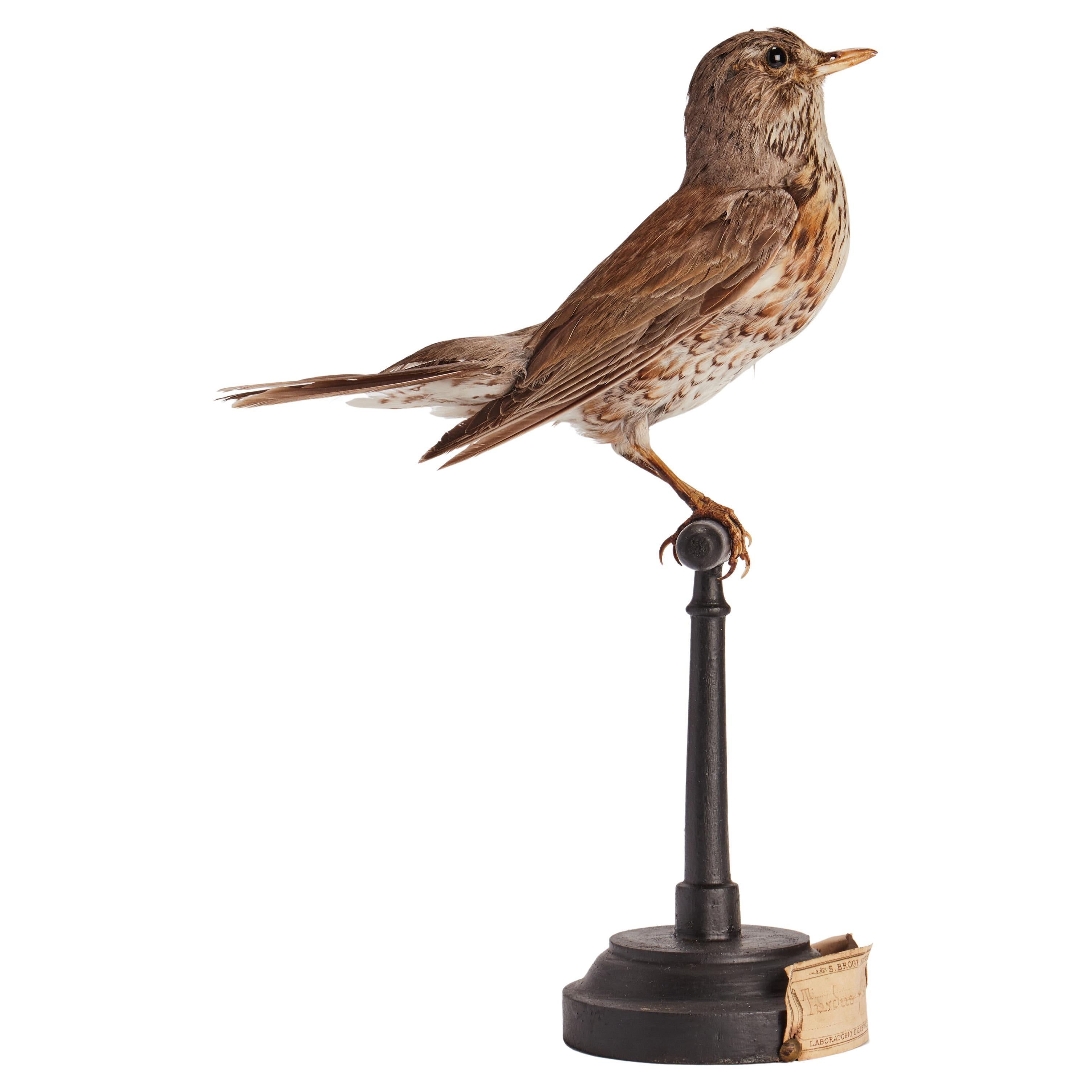 Stuffed bird for natural history cabinet, Trush Sparrow Italia 1880.