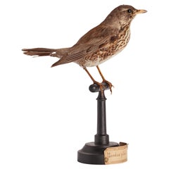 Stuffed bird for natural history cabinet, Trush Sparrow, Italia 1880.