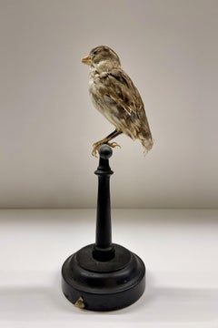 Stuffed bird from a natural history cabinet, a female House Sparrow, Italy 1880.
