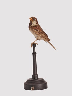 Stuffed bird from a natural history cabinet, a male House Sparrow, Italy 1880.