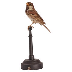 Stuffed bird from a natural history cabinet, a male House Sparrow, Italy 1880.