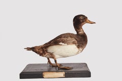 Oiseau empaillé, petit canard gris (Aythya Marila), Italie 1880.