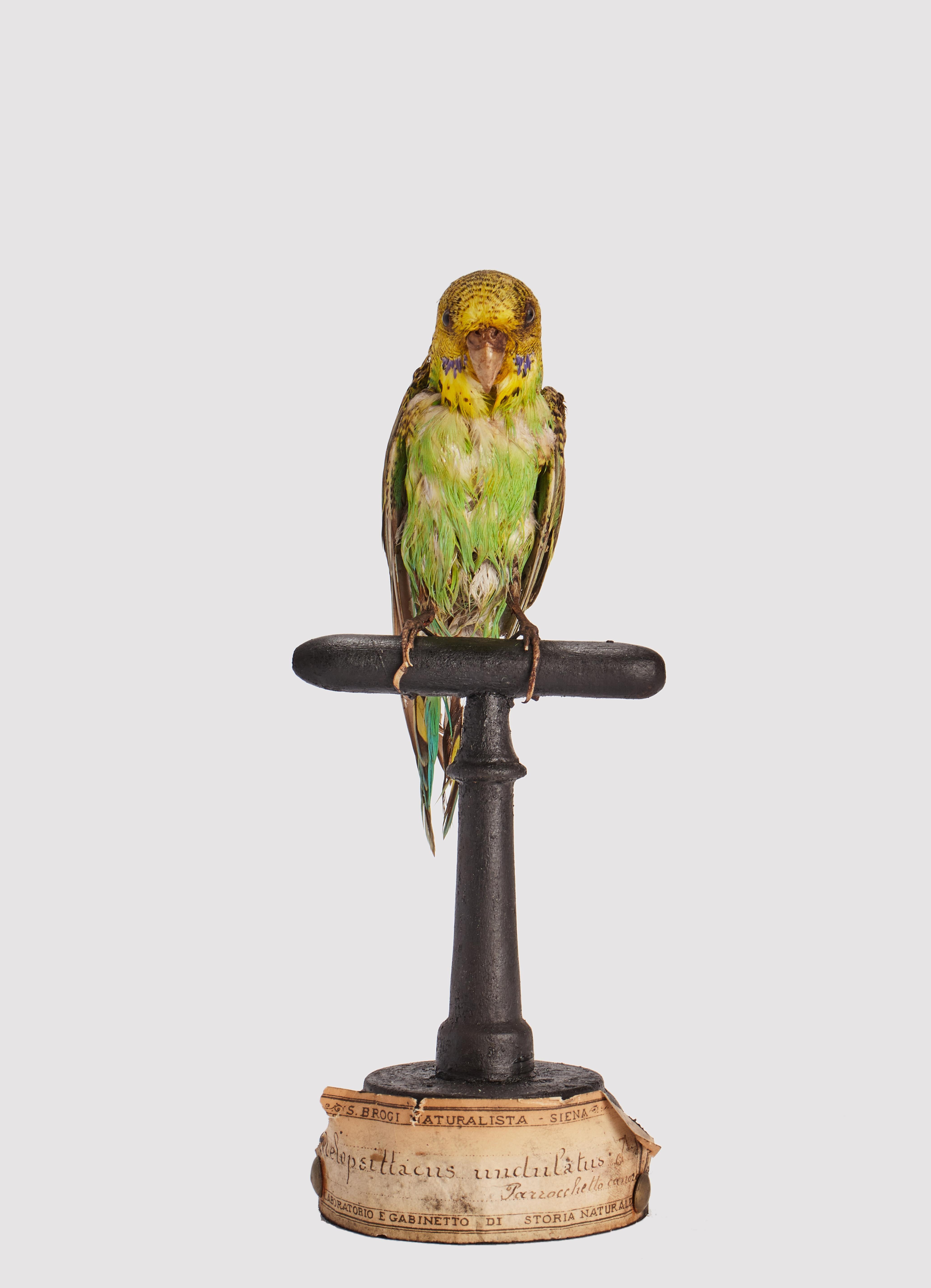 Natural Specimen from Wunderkammer stuffed bird (Melopsittacus undulatus) Corrugated Parakeet on a fruitwood base painted black, with a paper scroll at the base reading: Specimen for laboratories and Natural History cabinet. S. Brogi Naturalist.