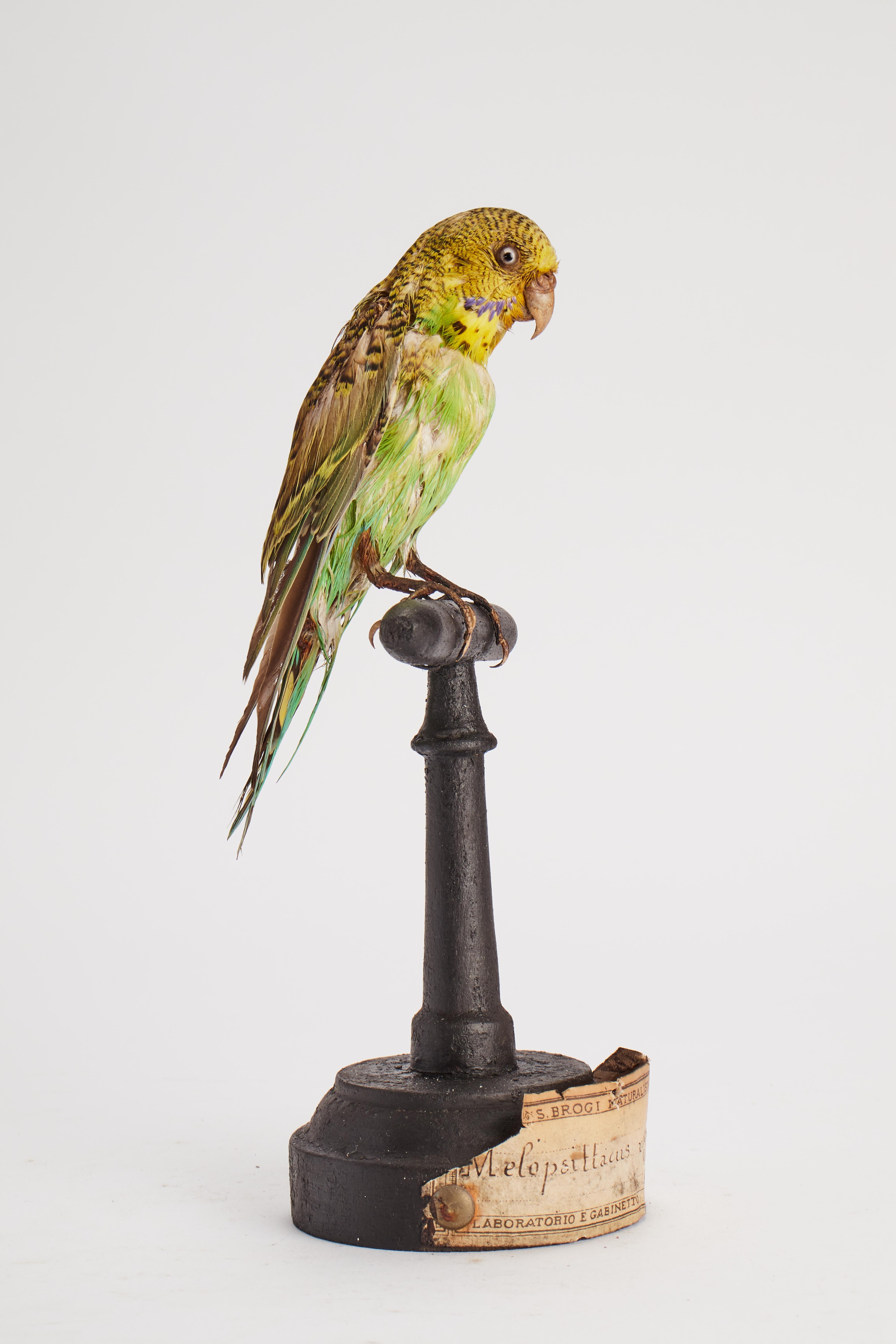 Stuffed bird: (Melopsittacus undulatus) for natural history cabinet, Italy 1880. In Good Condition For Sale In Milan, IT