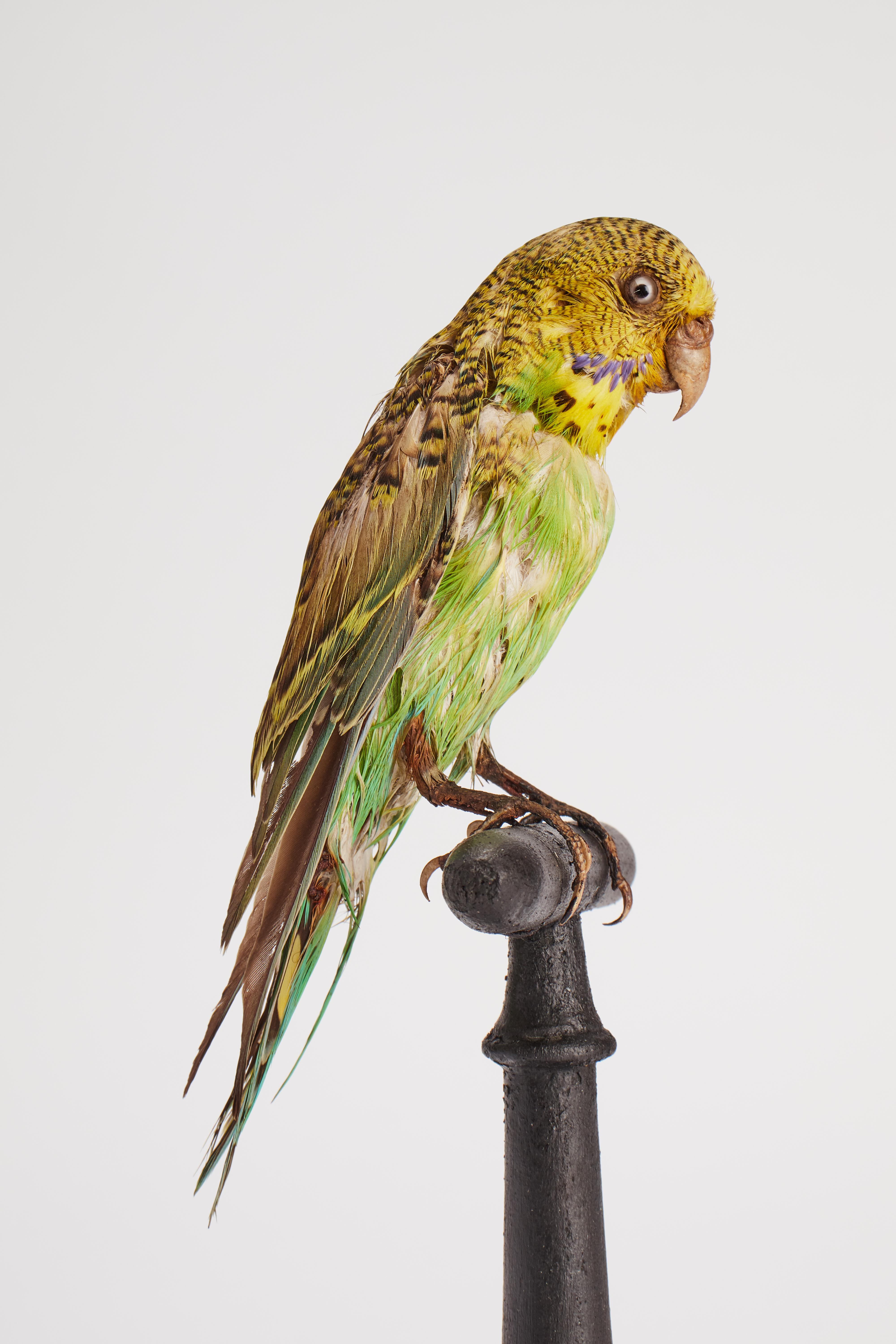 19th Century Stuffed bird: (Melopsittacus undulatus) for natural history cabinet, Italy 1880. For Sale
