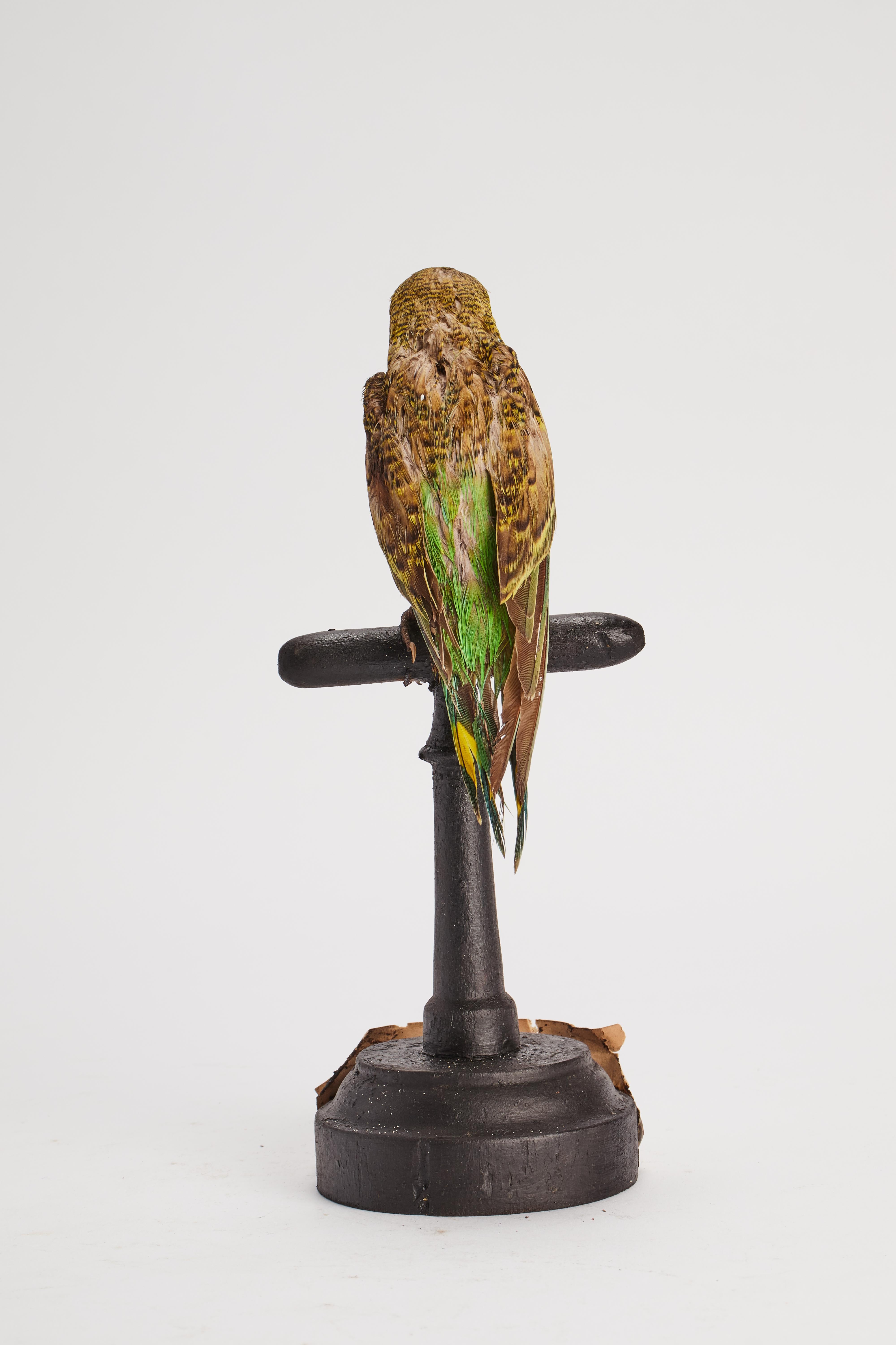 Fruitwood Stuffed bird: (Melopsittacus undulatus) for natural history cabinet, Italy 1880. For Sale