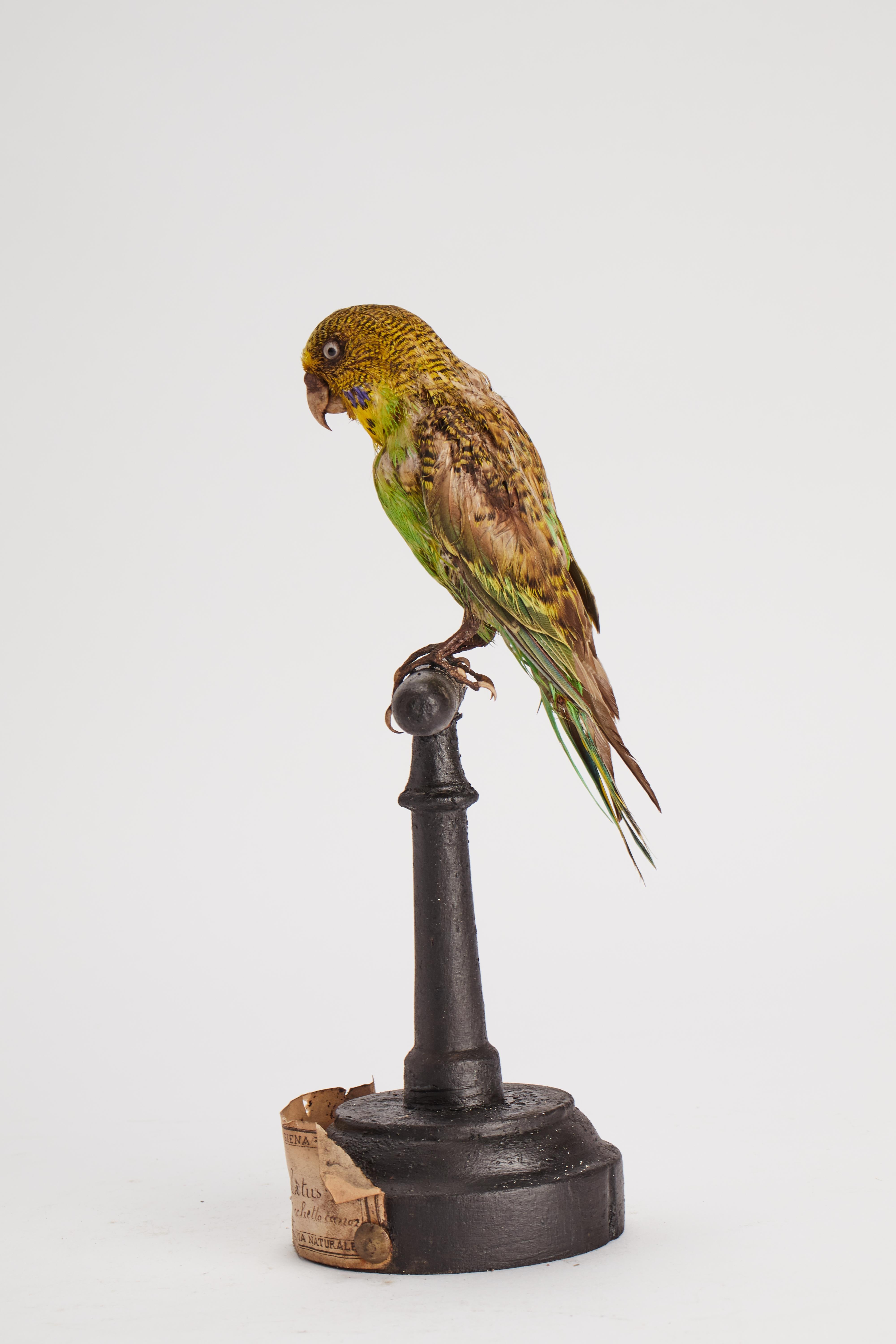 Stuffed bird: (Melopsittacus undulatus) for natural history cabinet, Italy 1880. For Sale 1
