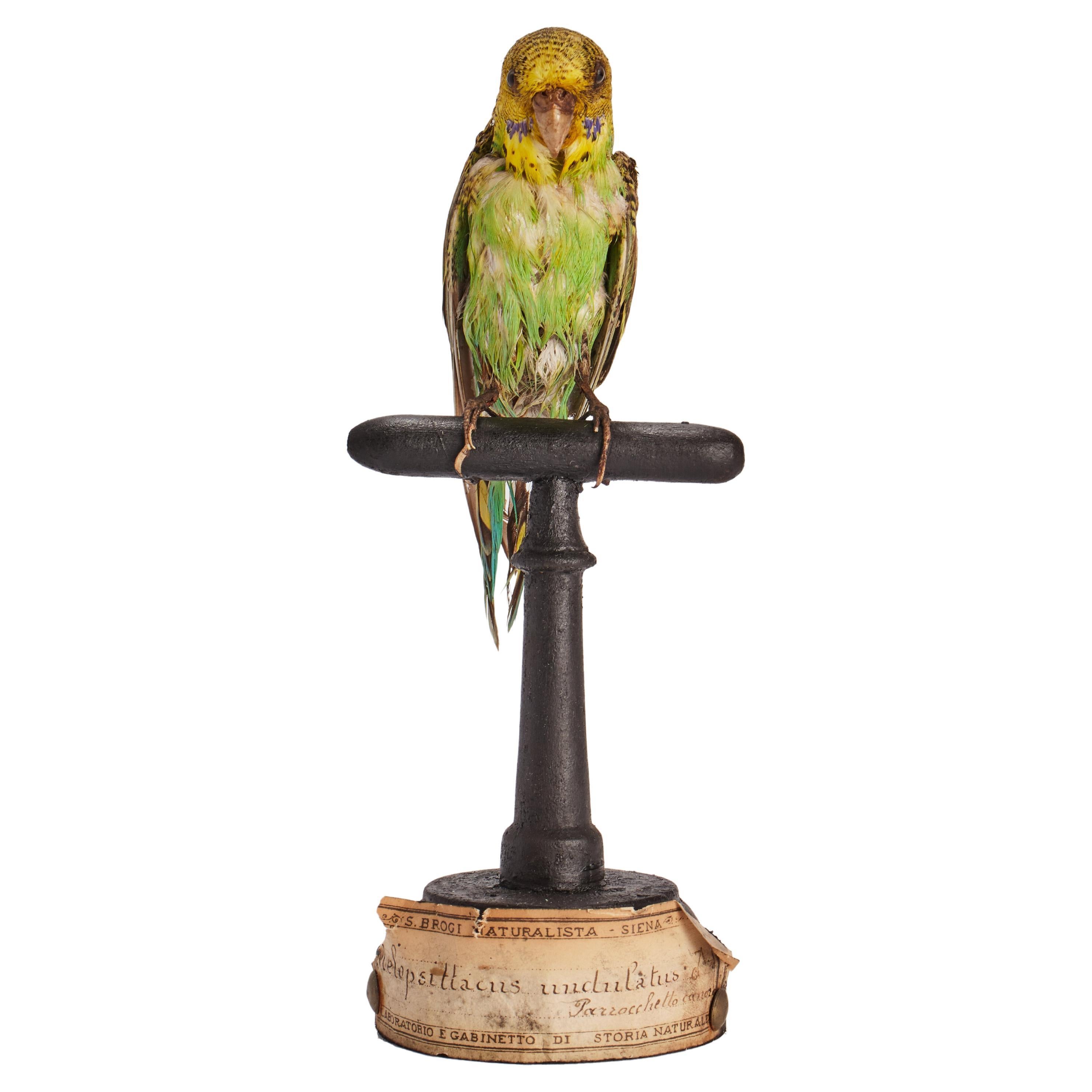 Stuffed bird: (Melopsittacus undulatus) for natural history cabinet, Italy 1880. For Sale