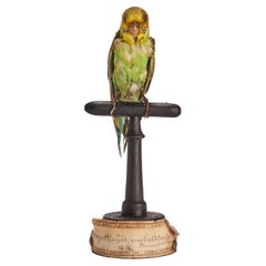Oiseau touffeté : (Melopsittacus undulatus) pour armoire d'histoire naturelle, Italie 1880