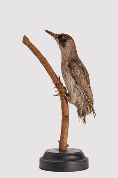 Stuffed bird, Picchio Rosso (Dendrocopos major), Italy 1880.