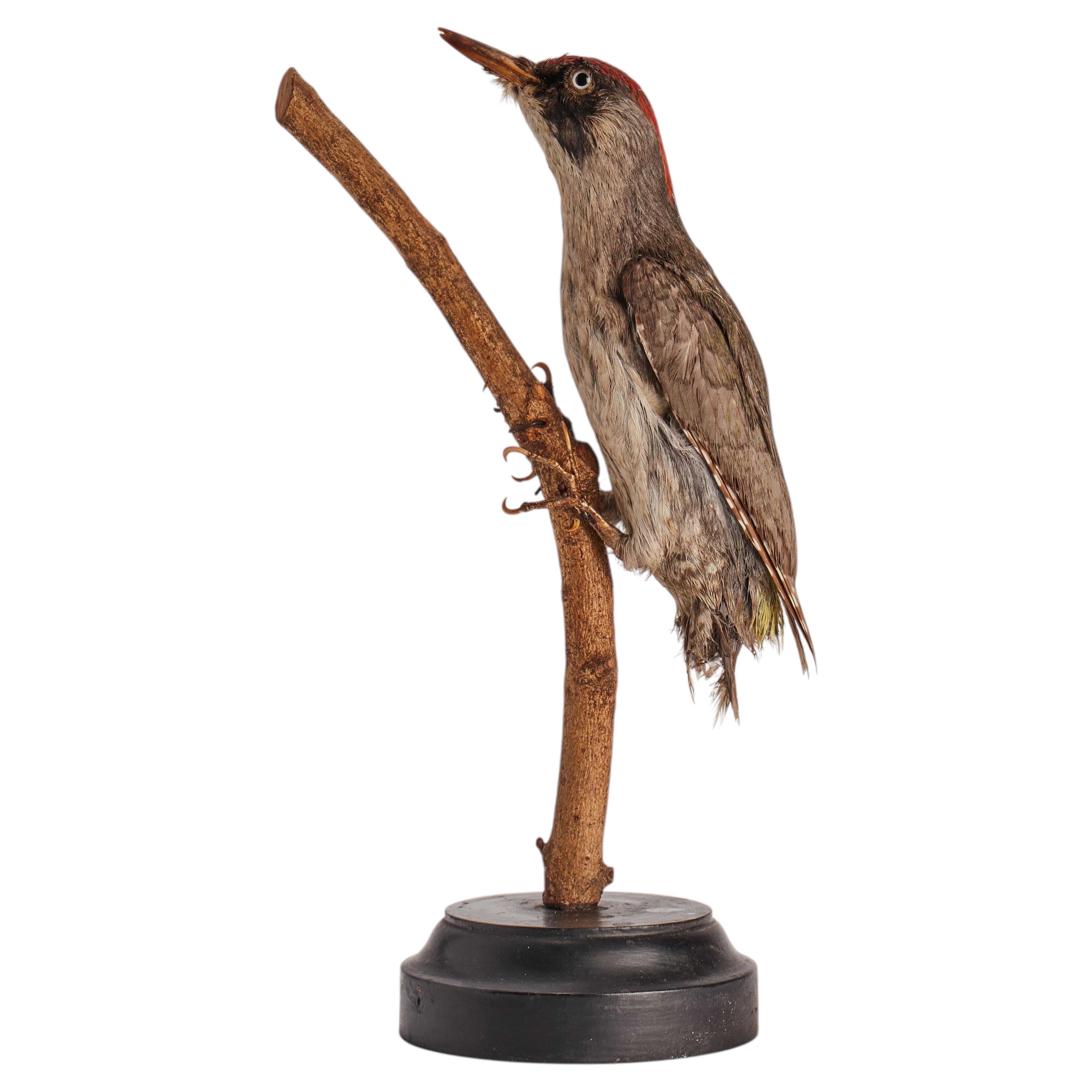 Stuffed bird, Picchio Rosso (Dendrocopos major), Italy 1880. For Sale