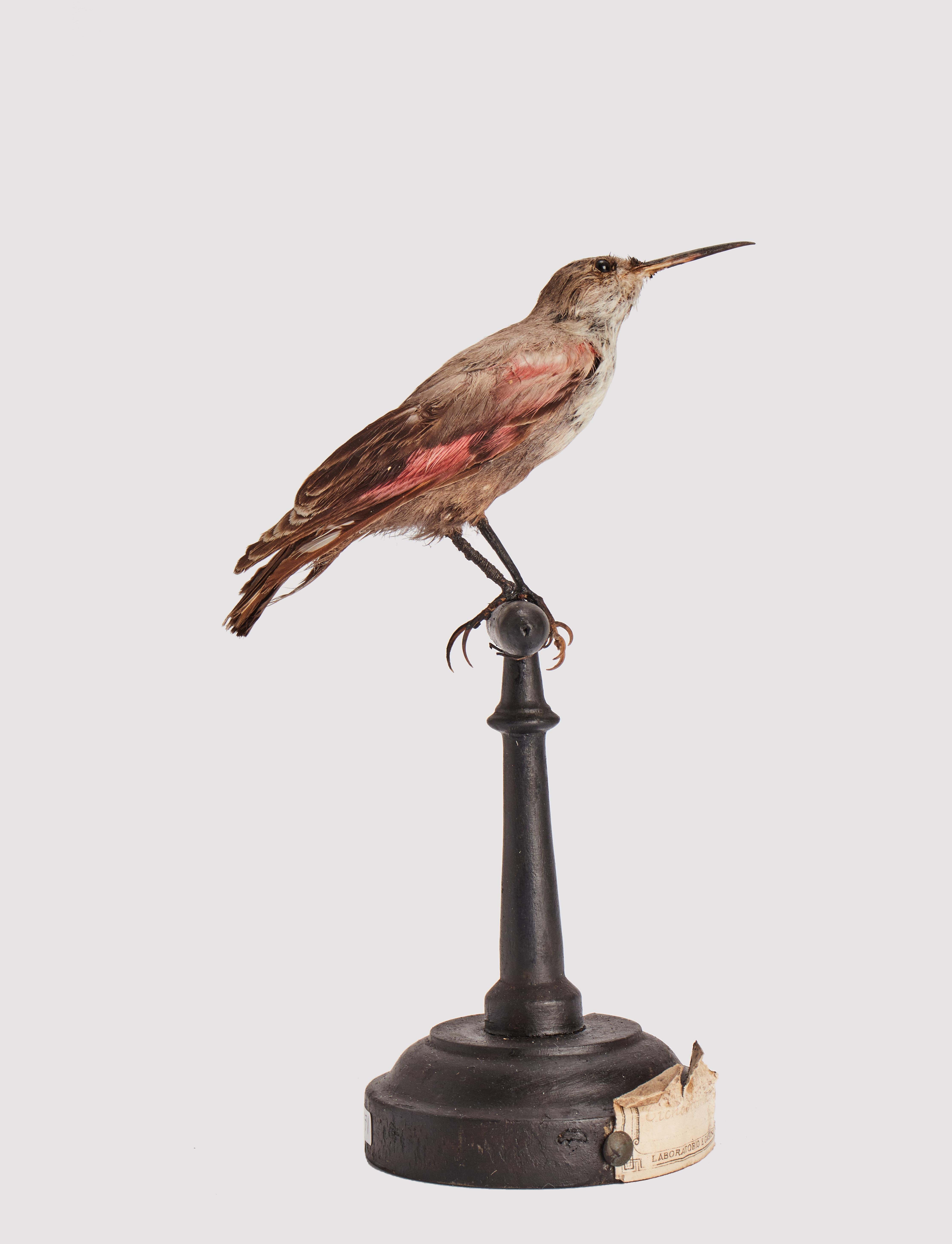 Natural Specimen from Wunderkammer stuffed bird (Tichodroma muraria) Wallcreeper on a fruitwood base painted black, with a paper scroll at the base reading: Specimen for laboratories and Natural History cabinet. S. Brogi Naturalist. Siena, Italy